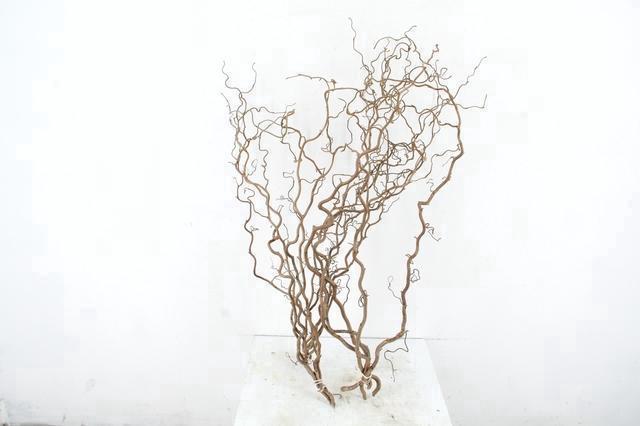 Corylus Contorta 80cm 2-year