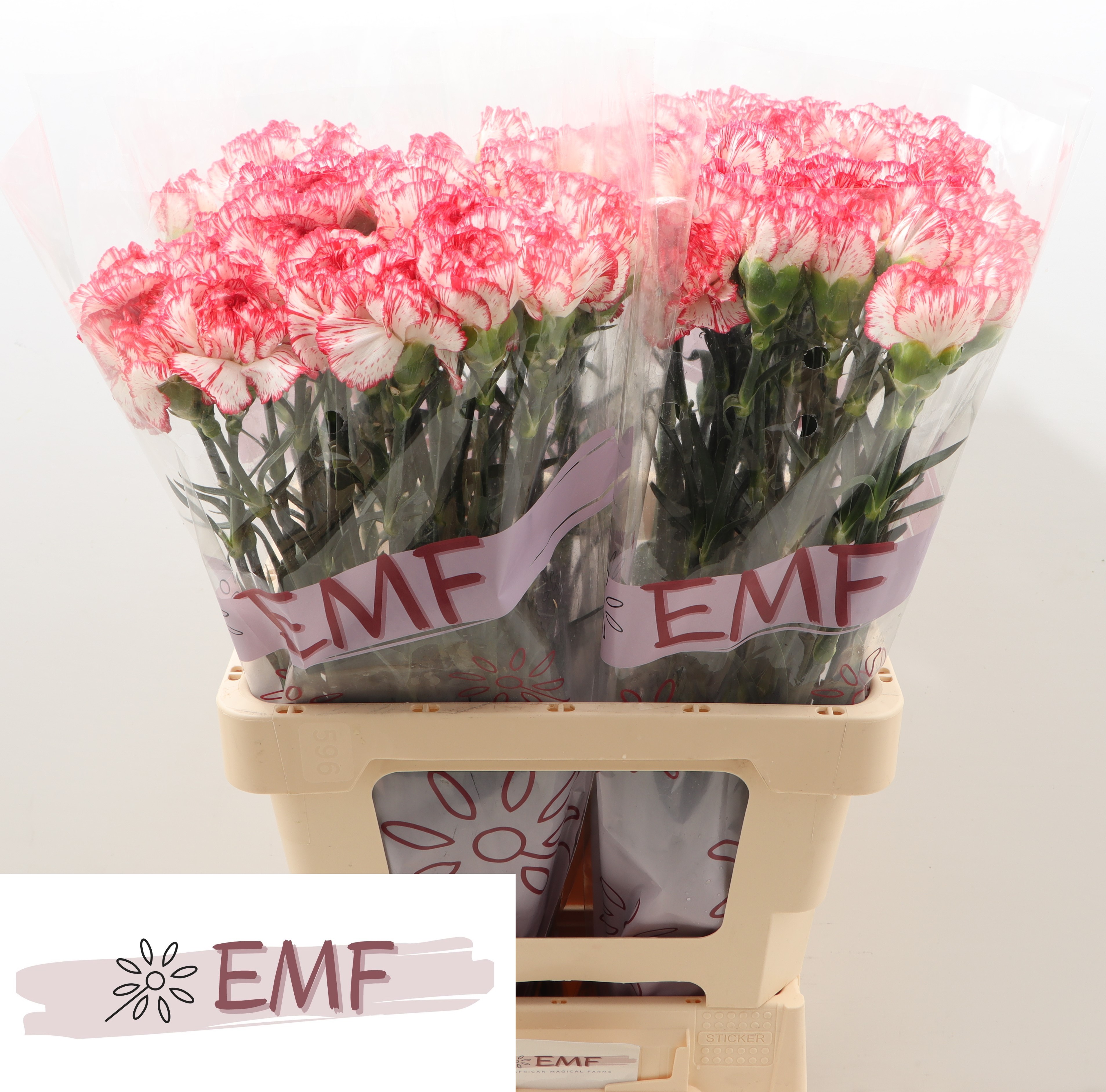 Dianthus Single Coralie 60cm