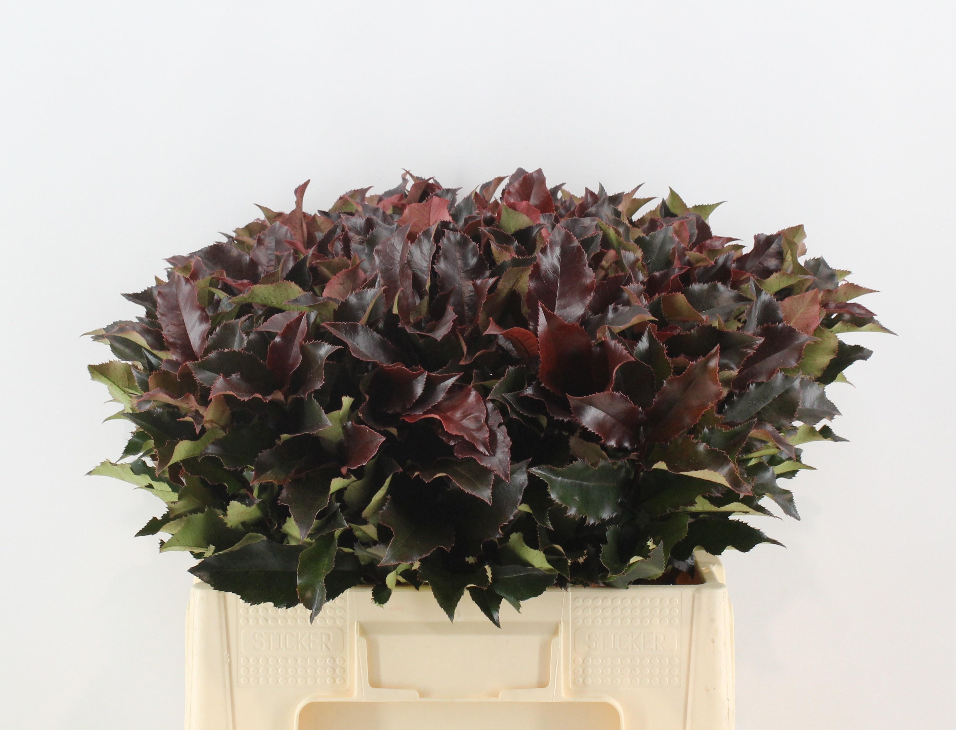 Photinia Mag Volcano 60cm
