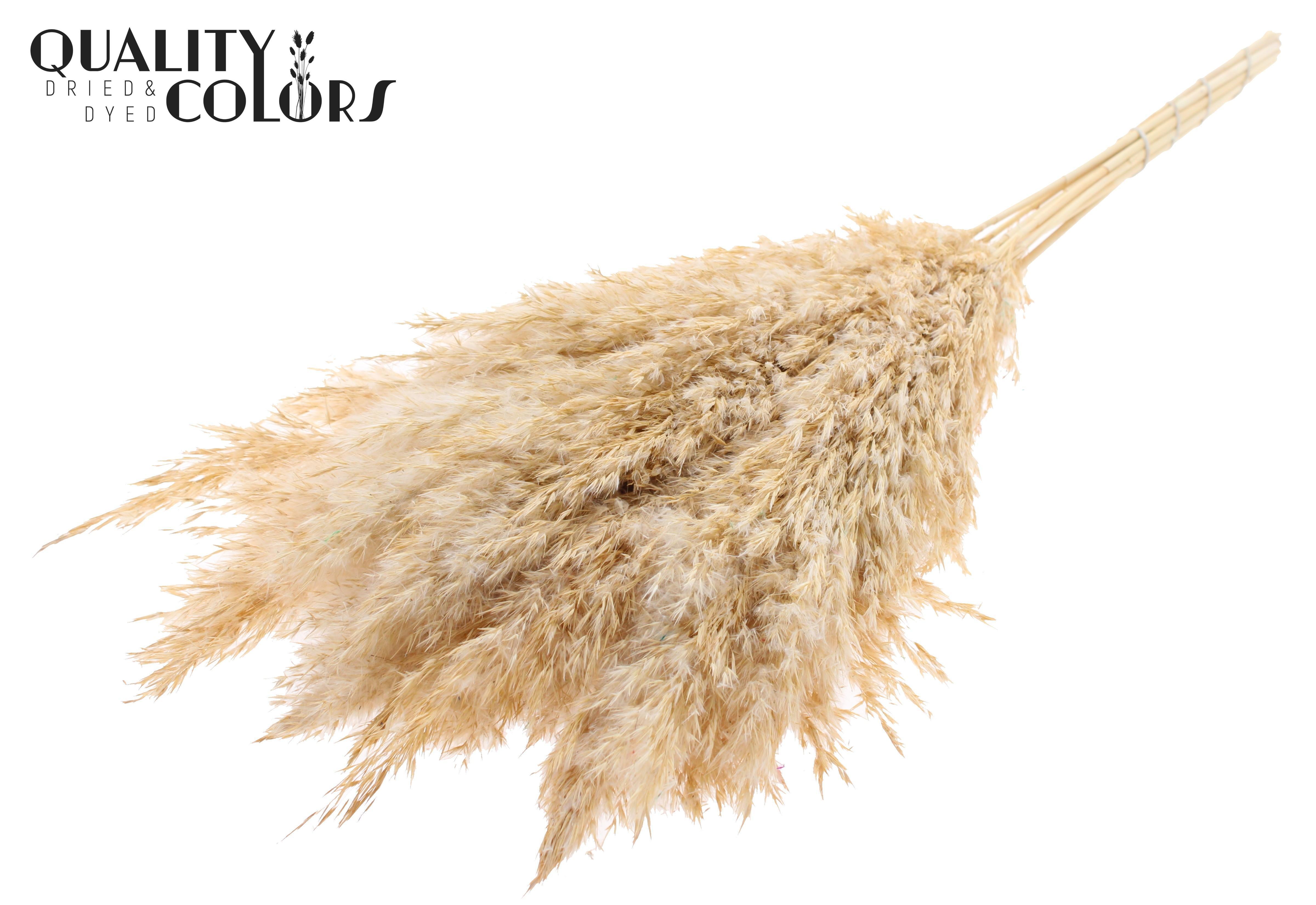 Pampas Grass Frosted White Per Bunch 70cm