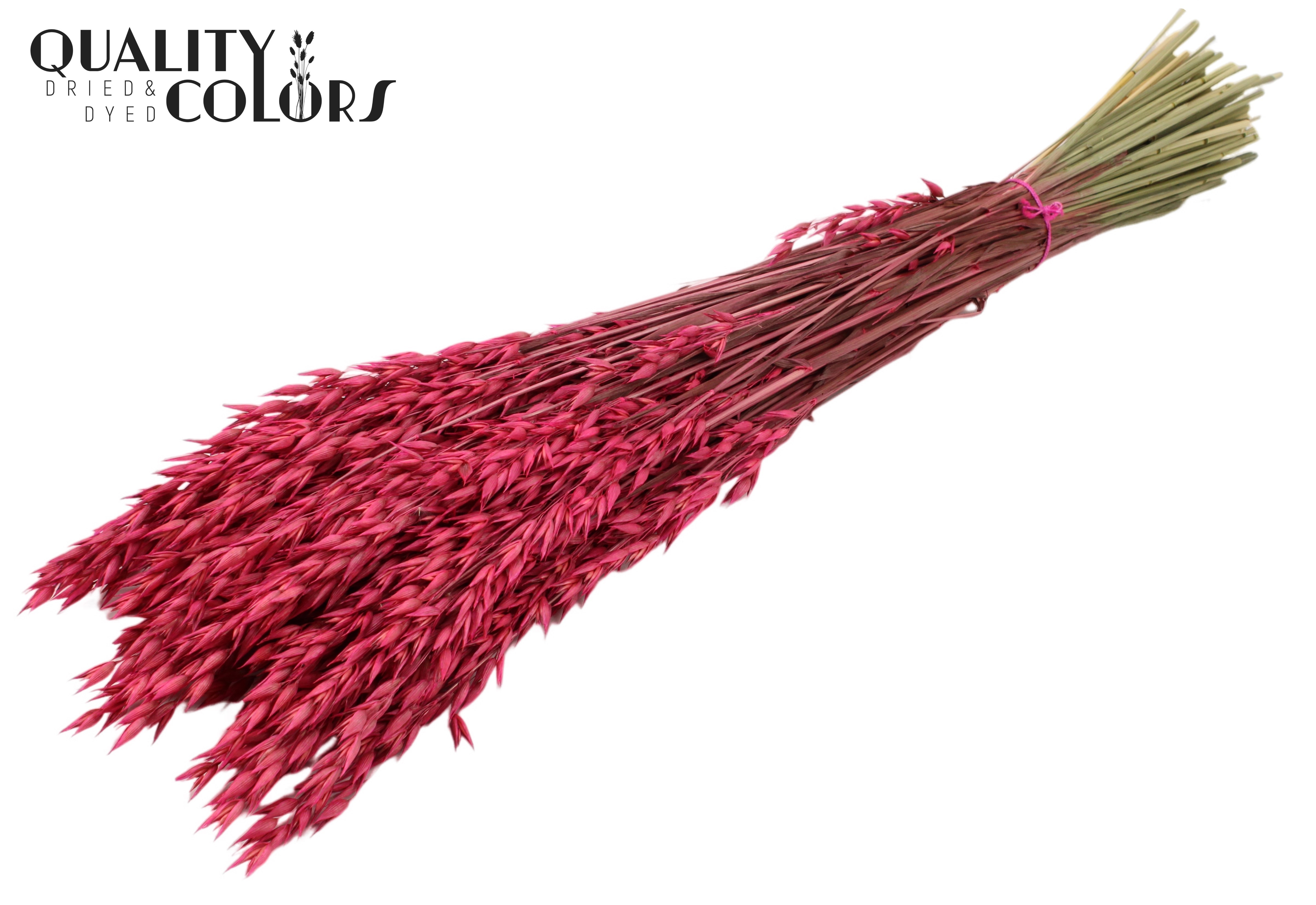 Avena Cerise Per Bunch 60cm