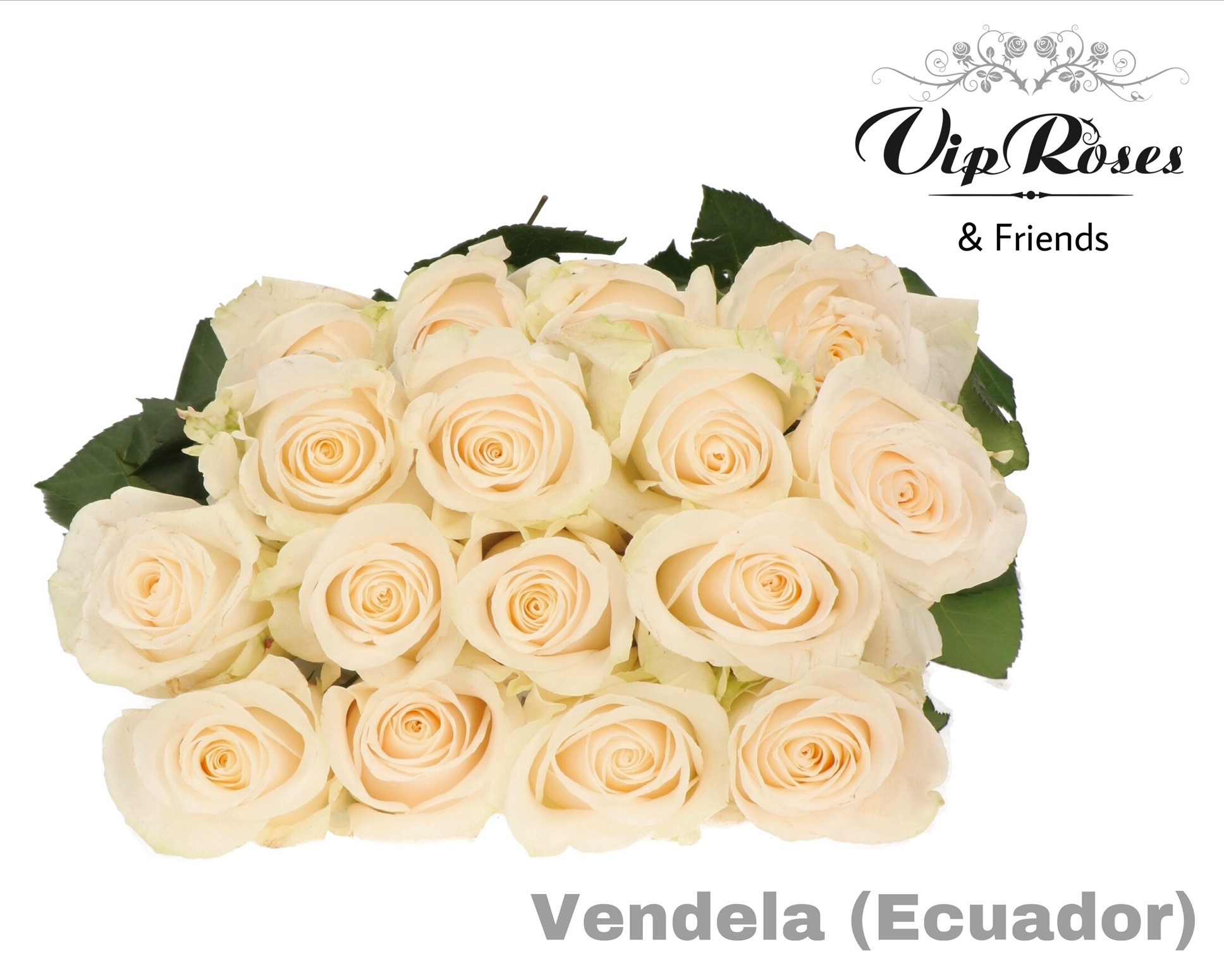 R Gr Vendela