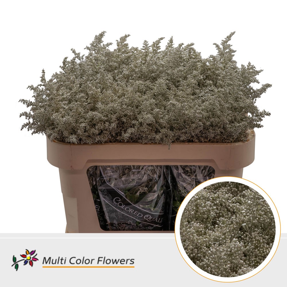 Solidago Platina