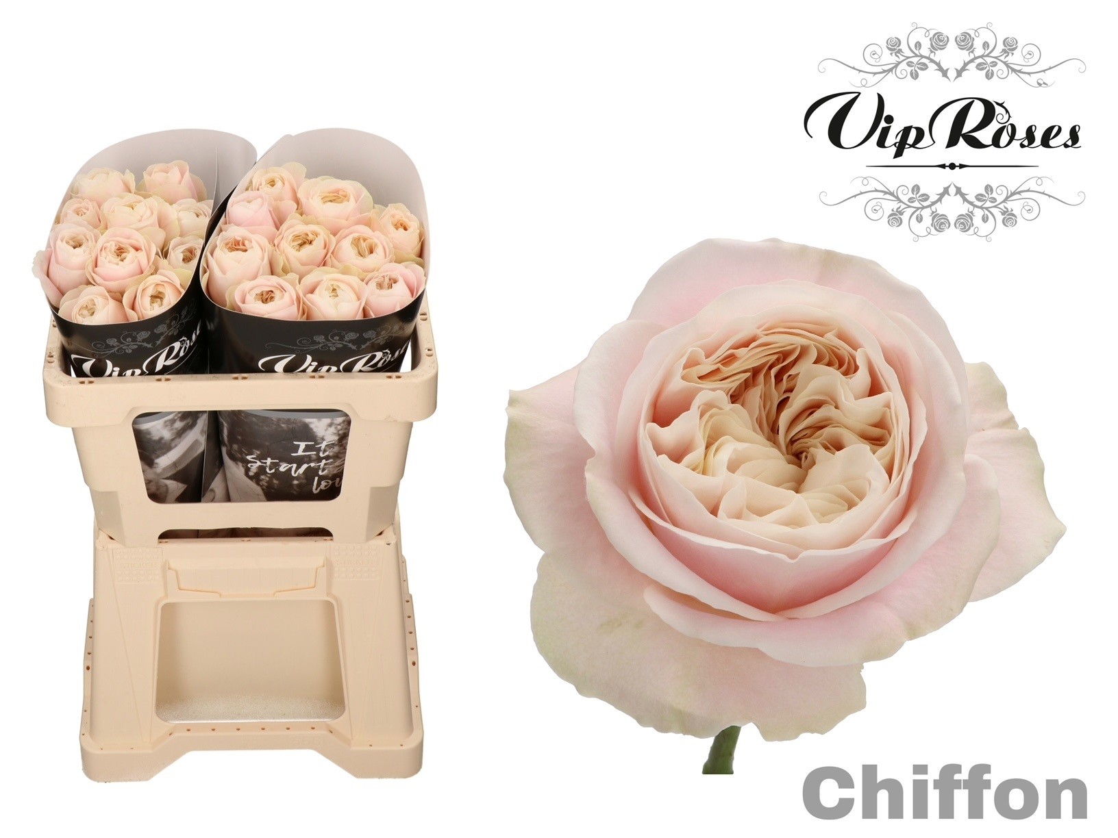 R Gr Chiffon