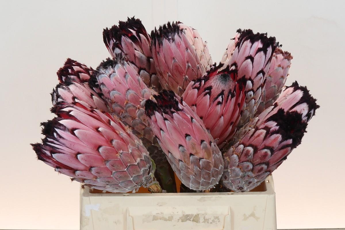 Protea Didi