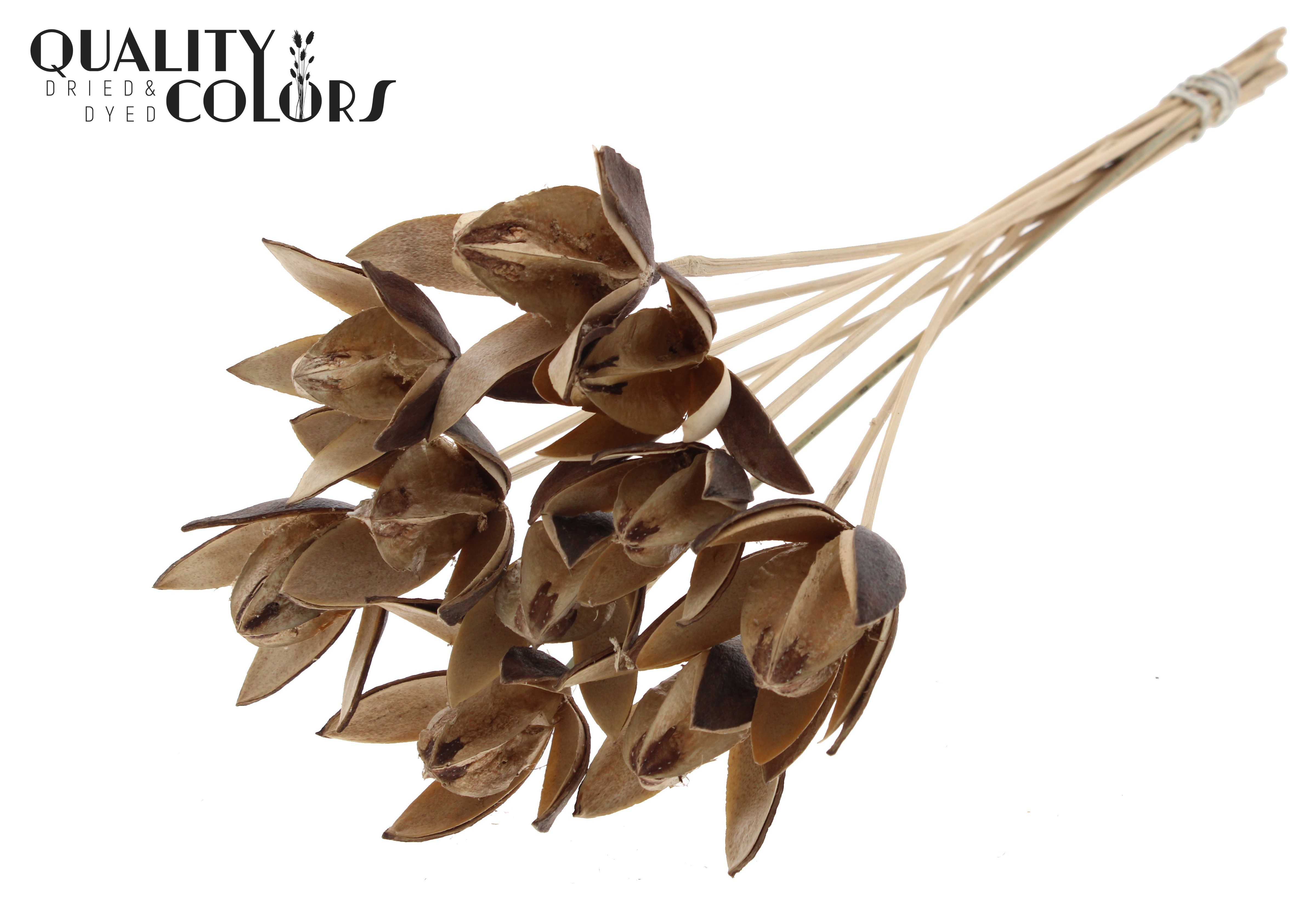 Wild Lilly Natural 50cm