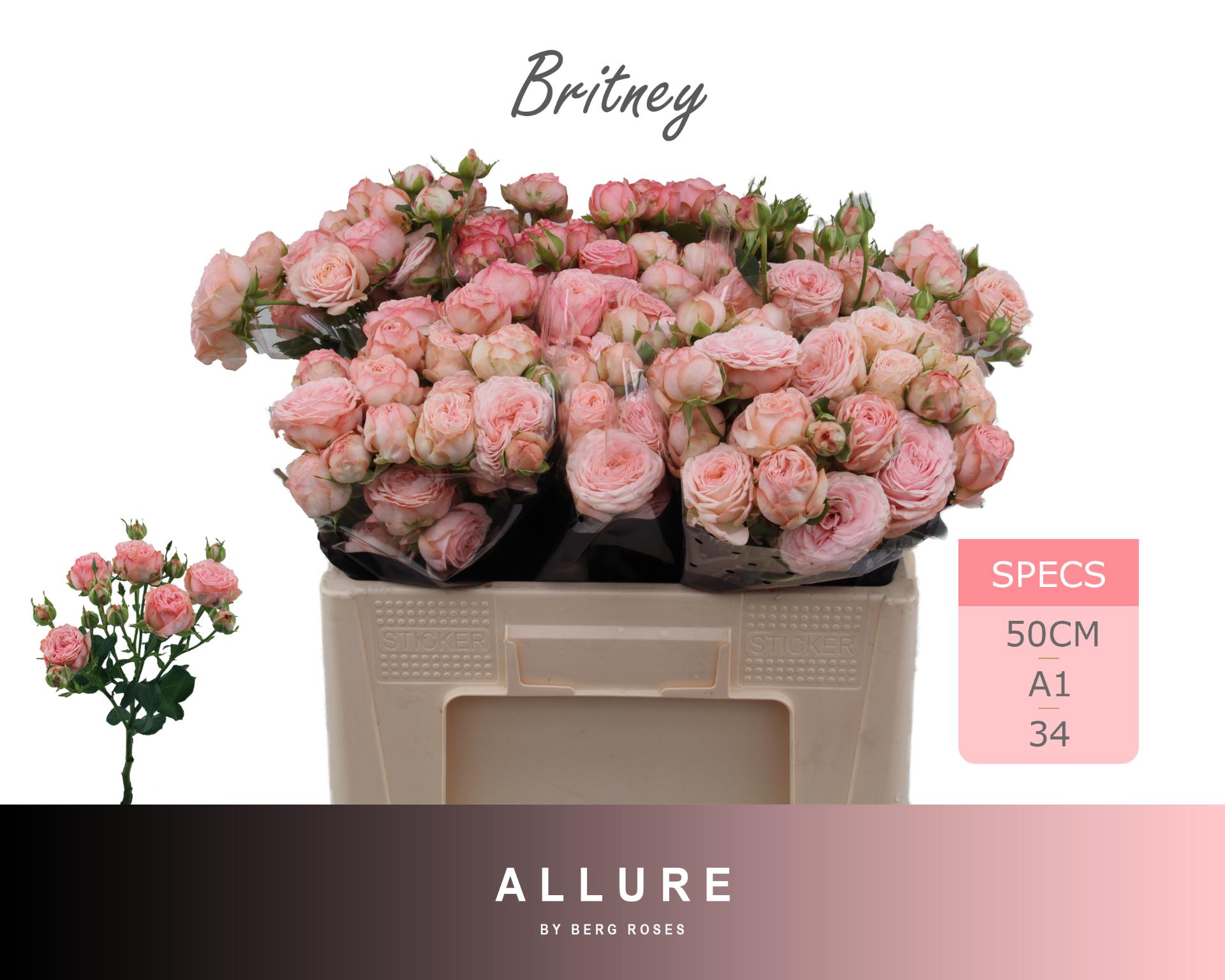 R Tr Britney 50cm