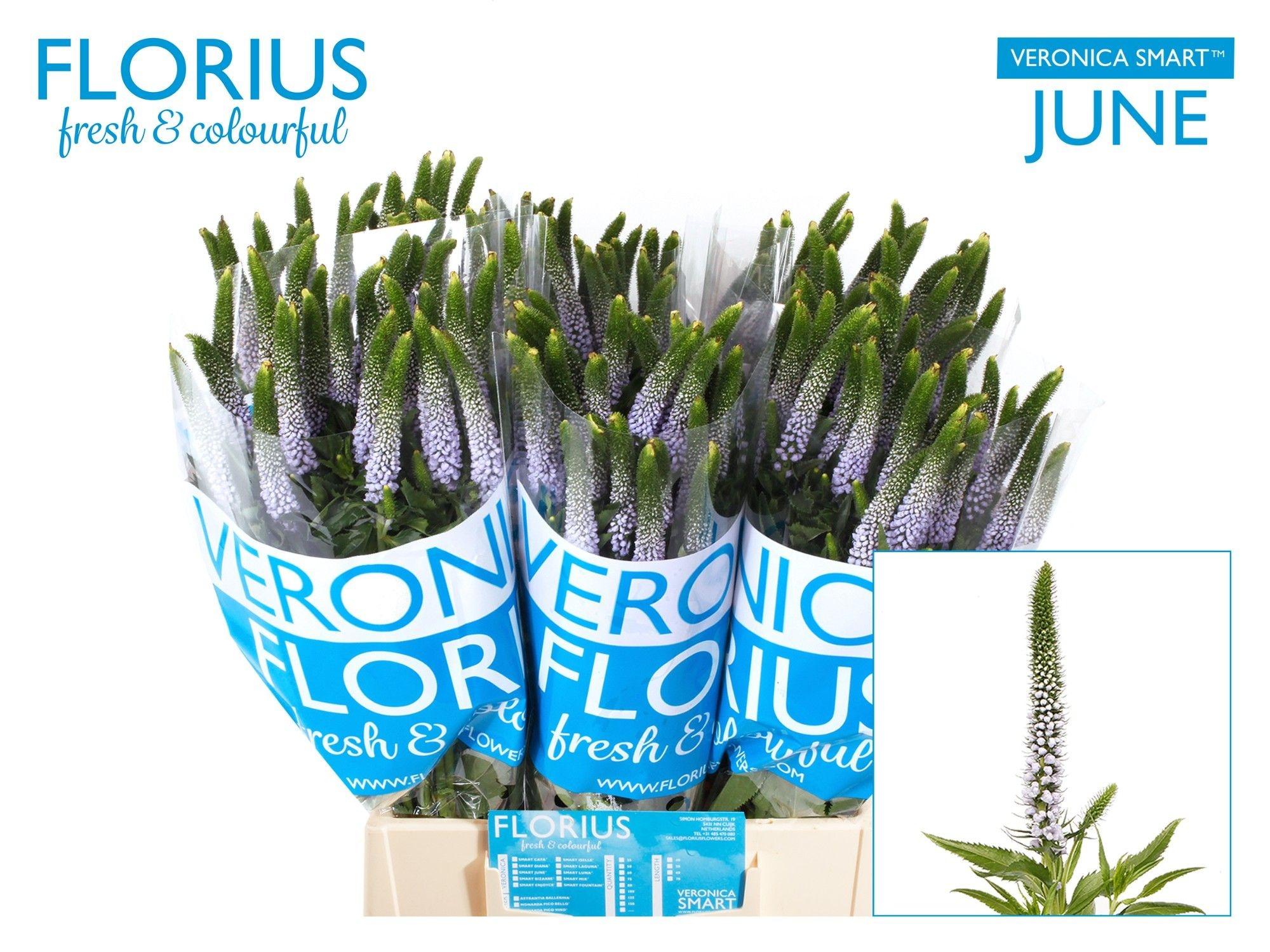 Veron Smart June