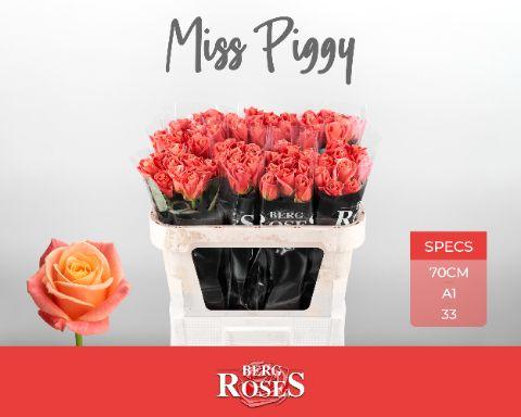 Rosa Miss Piggy 70cm
