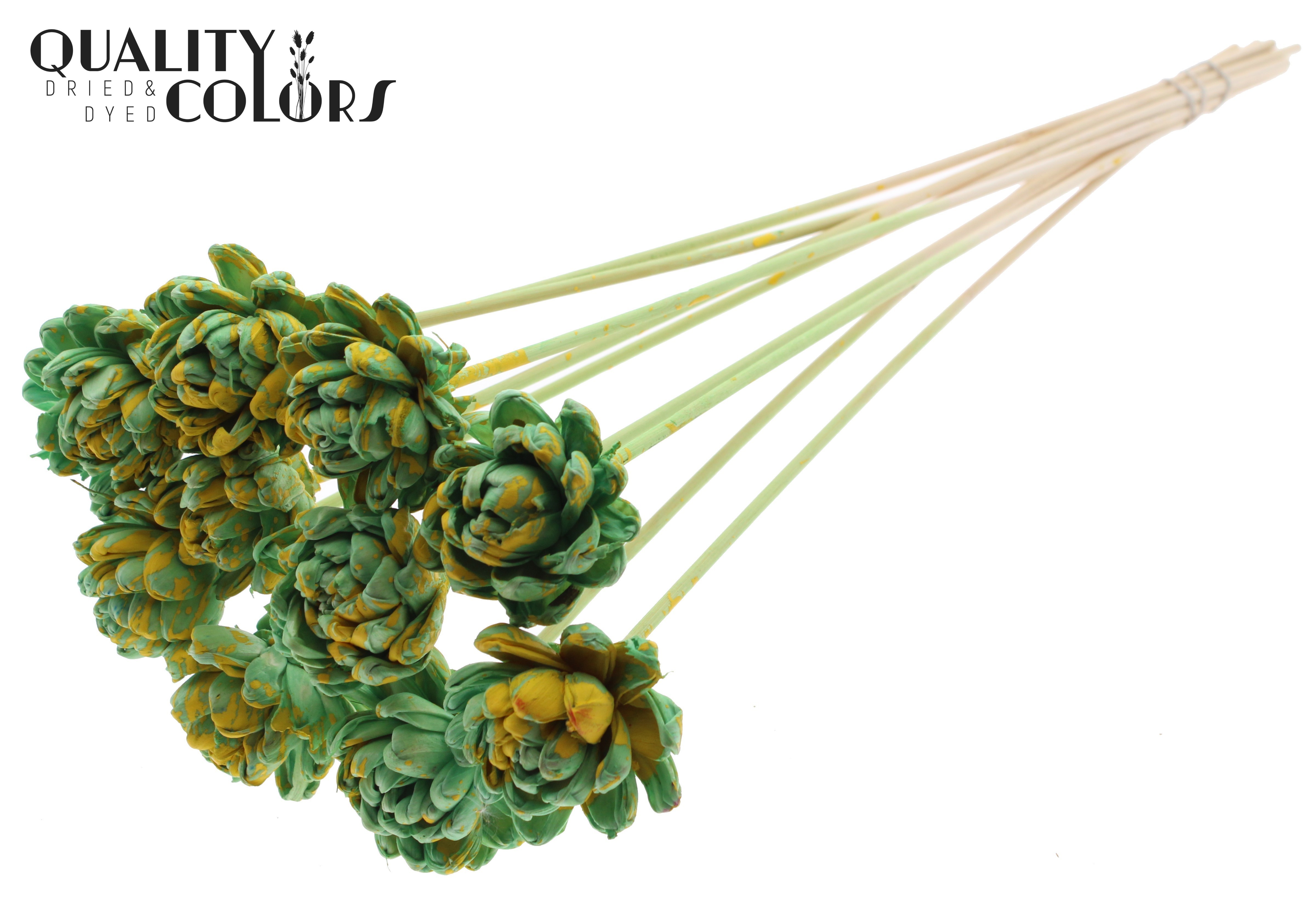 Shola New Beauty Rose Splashed Mint Yellow 50cm