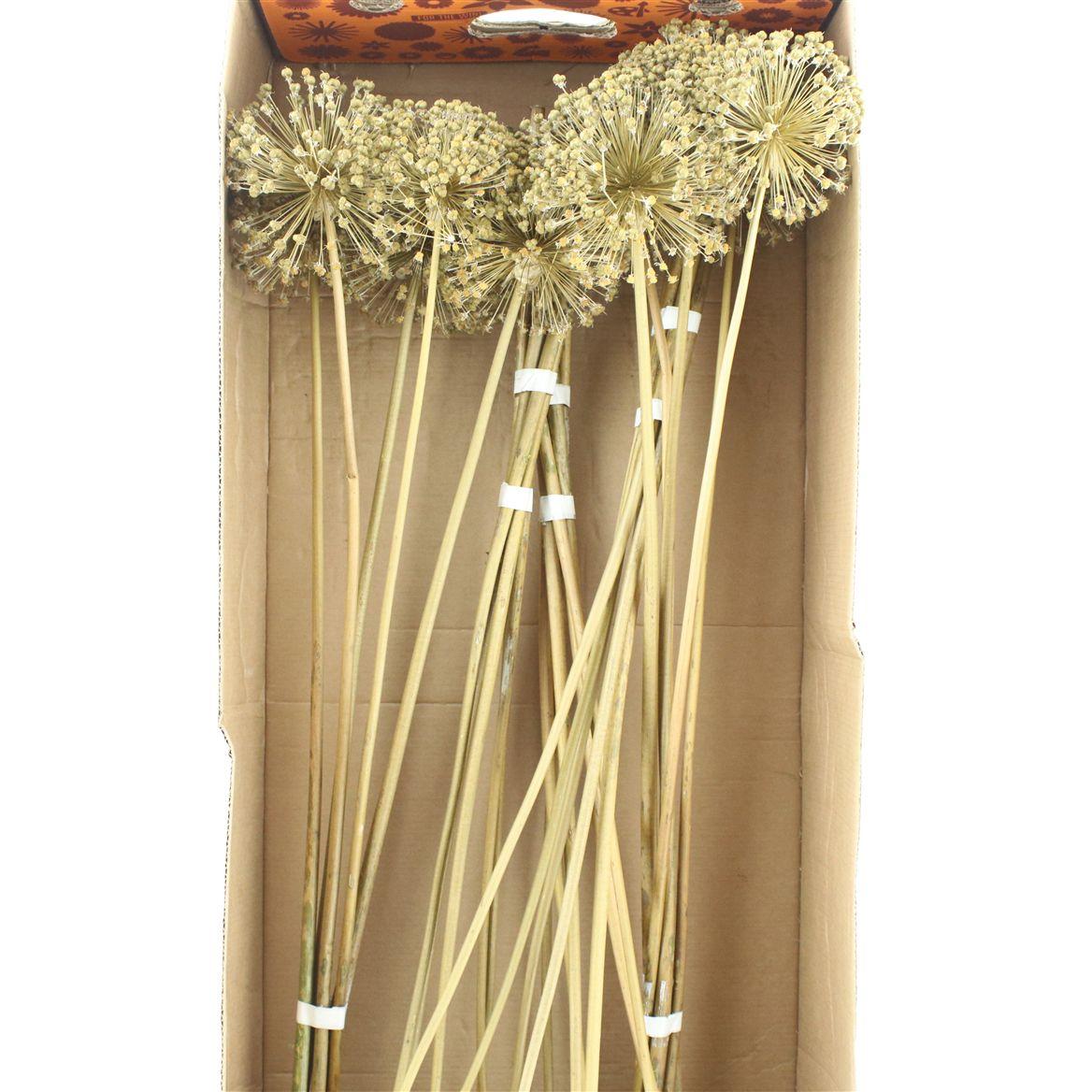 Dried Allium Zaaddozen Large