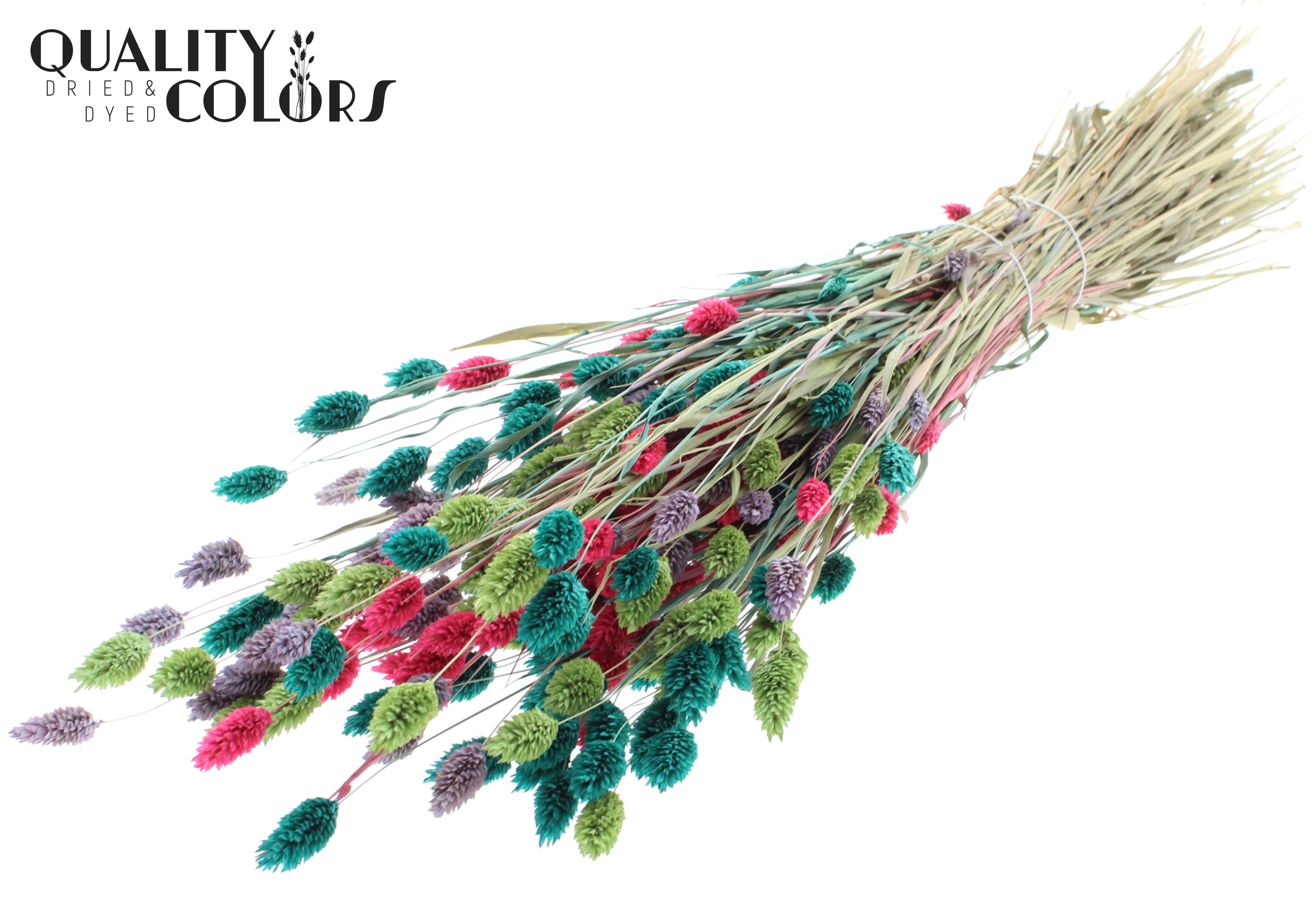 Phalaris Colourful 7 Per Bunch 60cm 220gr.