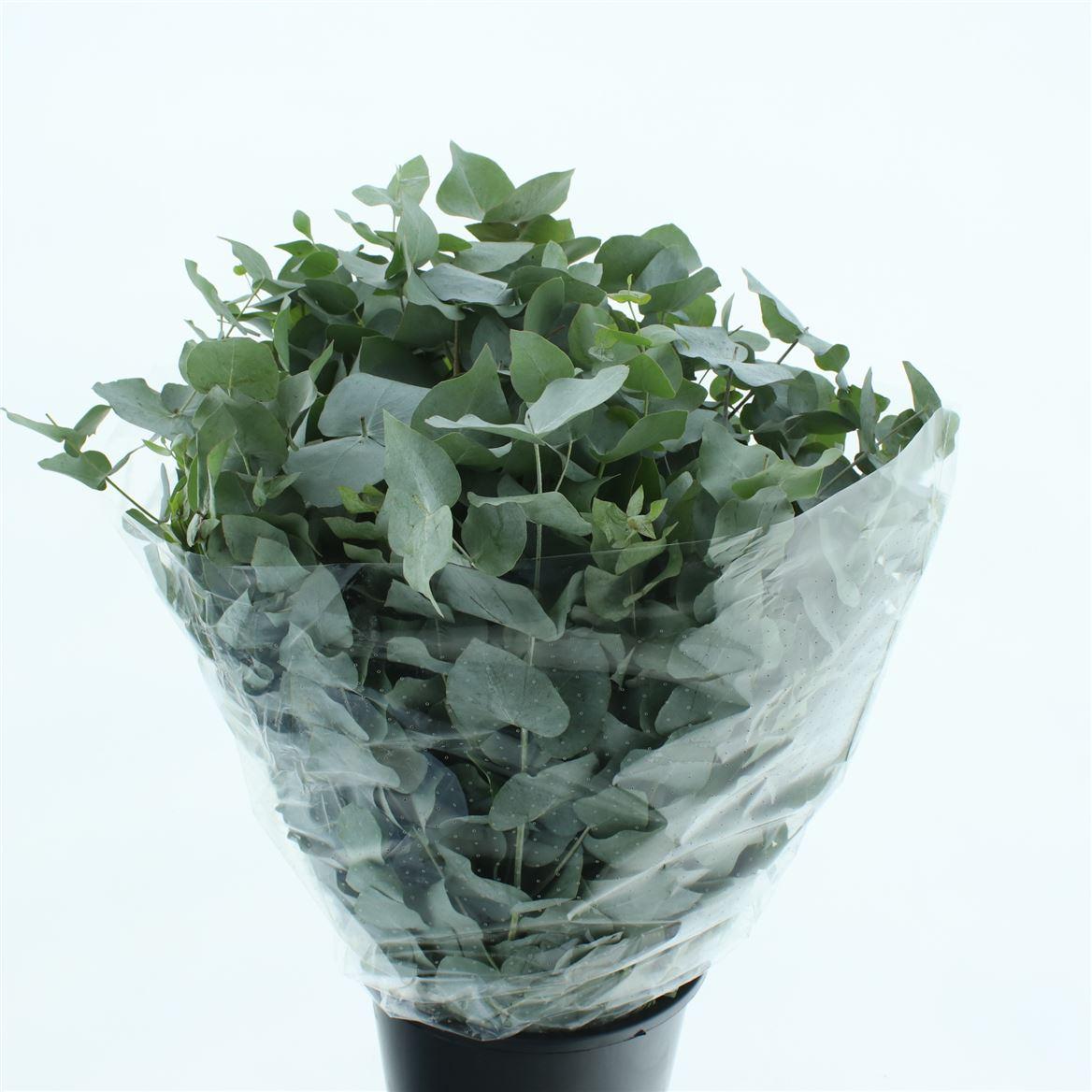 Euca Cinerea Long 300grams