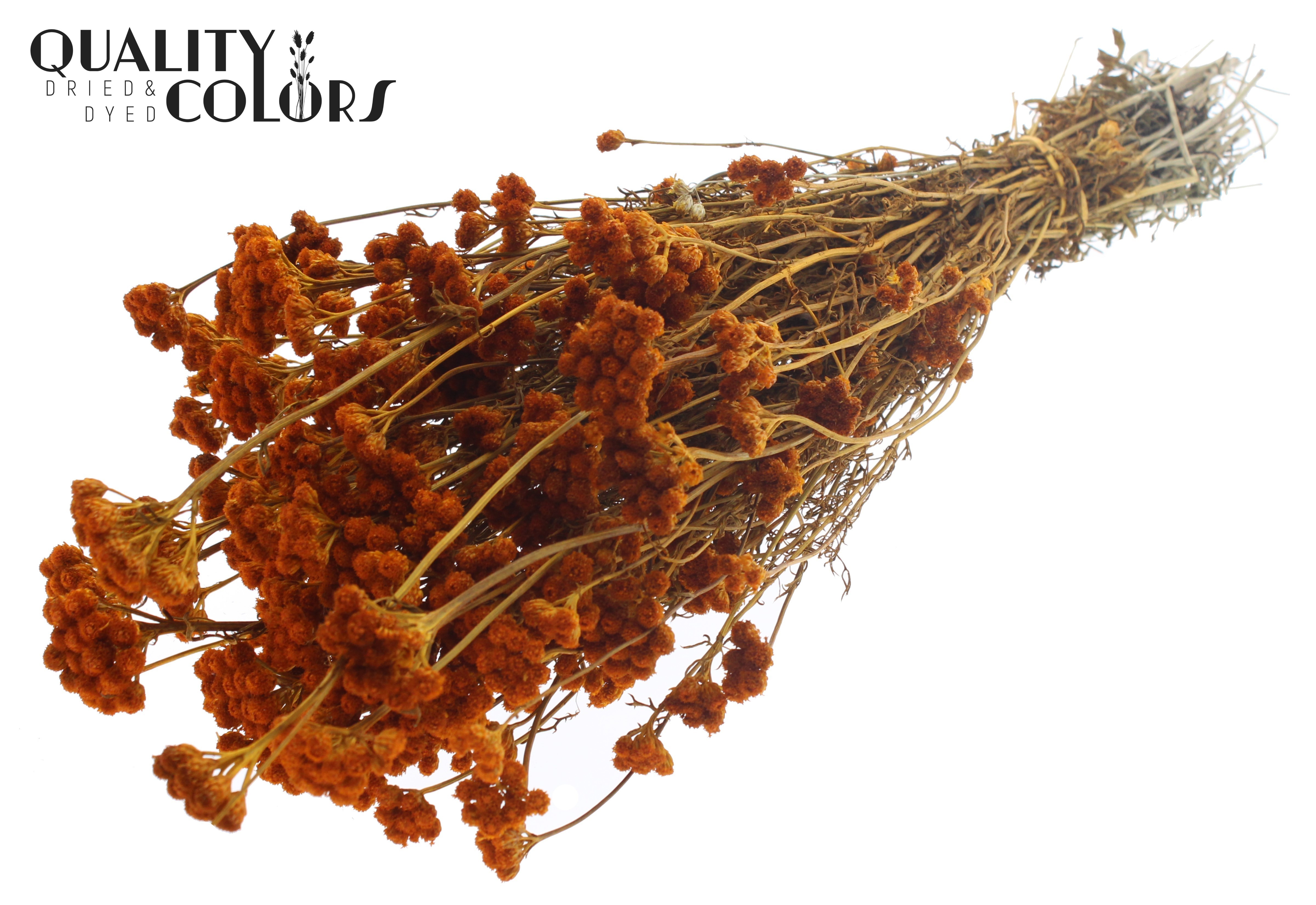 Lona Apricot Per Bunch 50cm