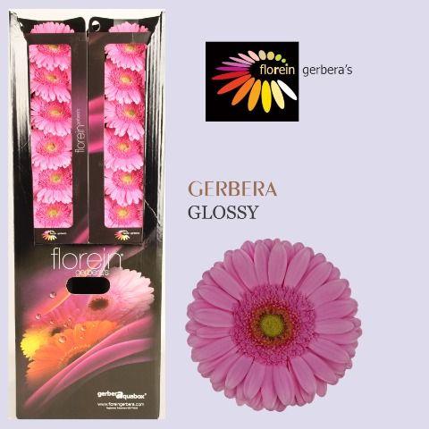 Ge Gr Glossy Aquabox 80