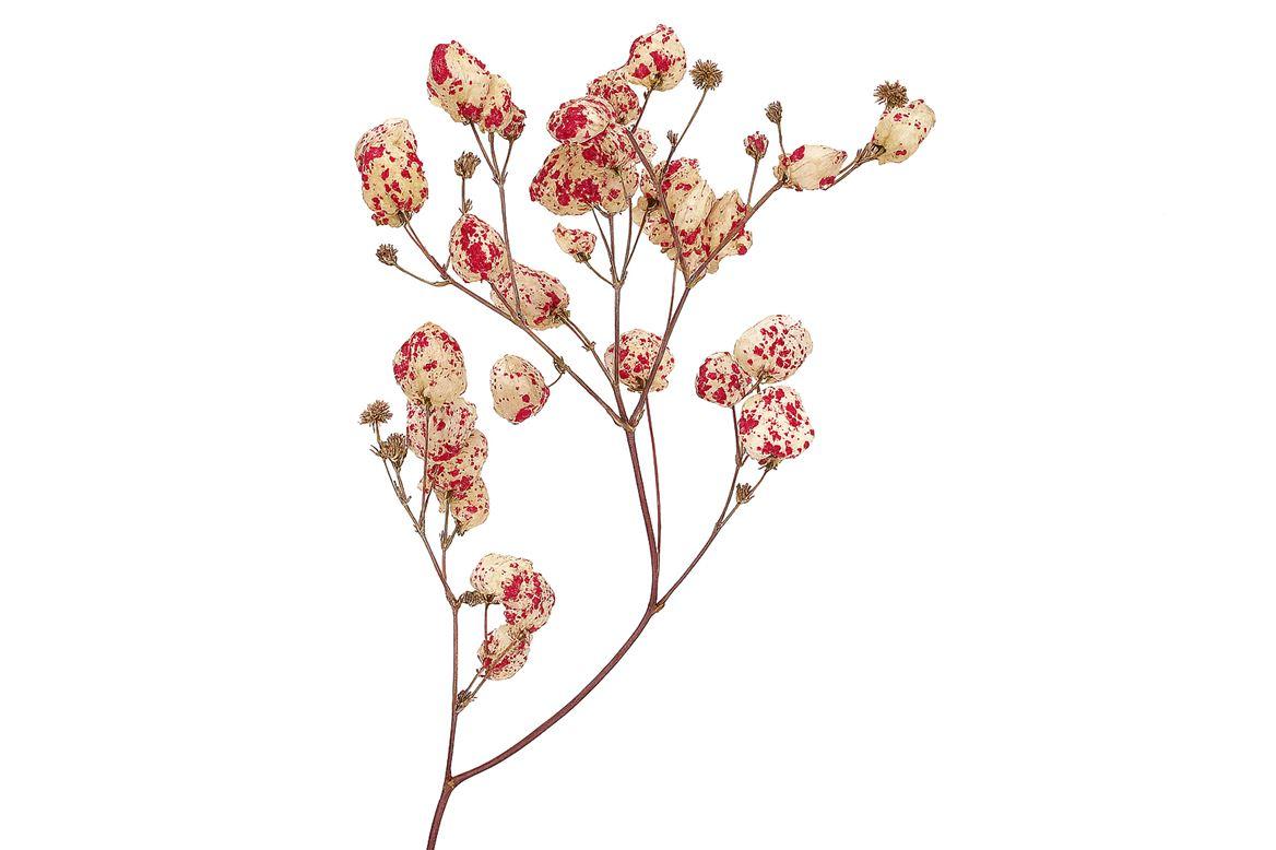 Dried Artz Bougainvillea Rafael Bunch