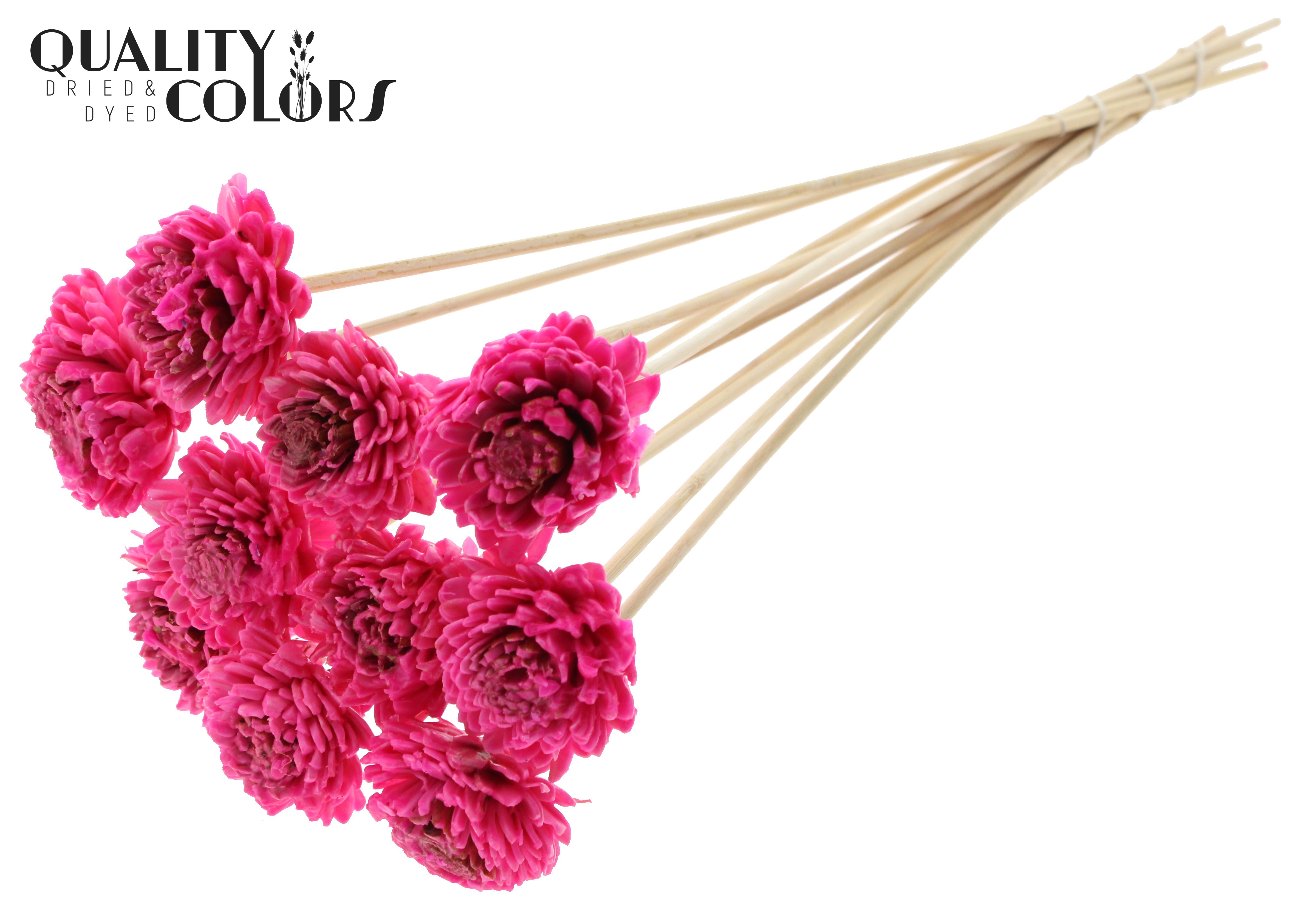 Shola Zinia Wax Cerise 50cm
