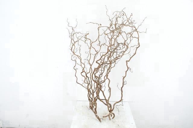 Corylus Contorta 80cm 2-year