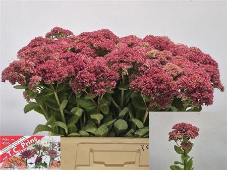 Sedum Mr Goodbud