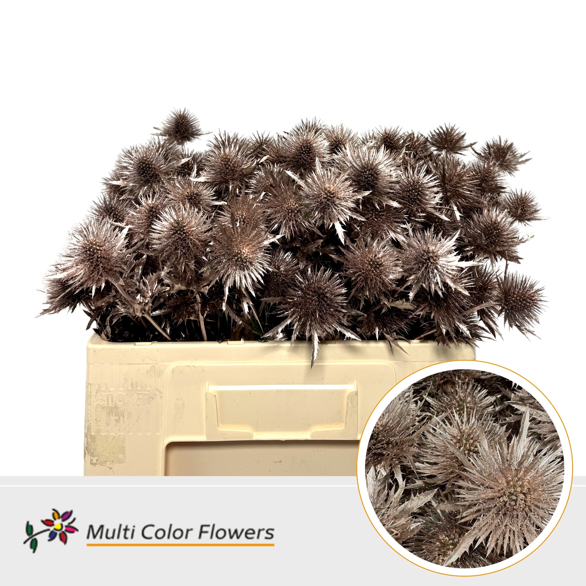 Eryngium Rose Goud