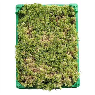Sphagnum Flatmos