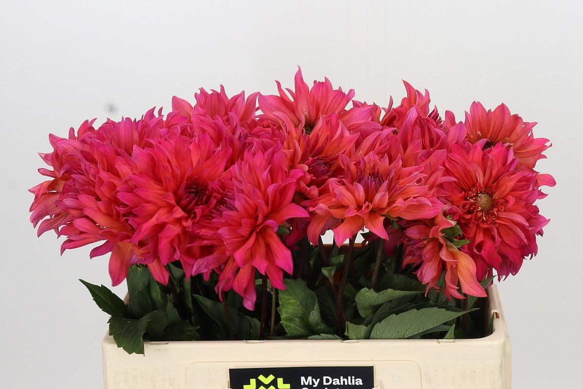 Dahlia Pink Punk