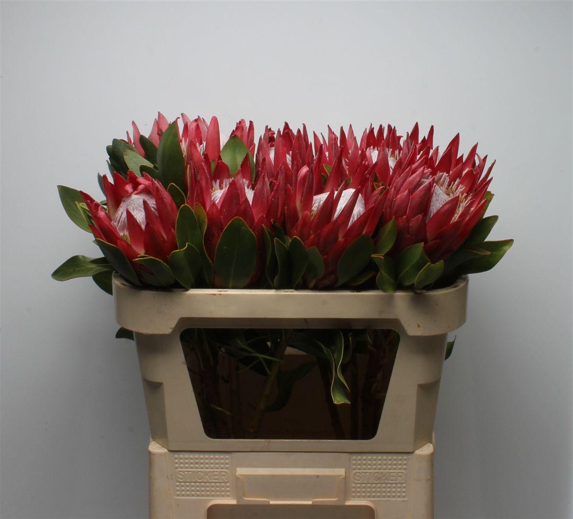 Protea Cynaroides Madiba