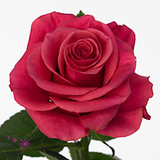 Rosa Tacazzi 50cm