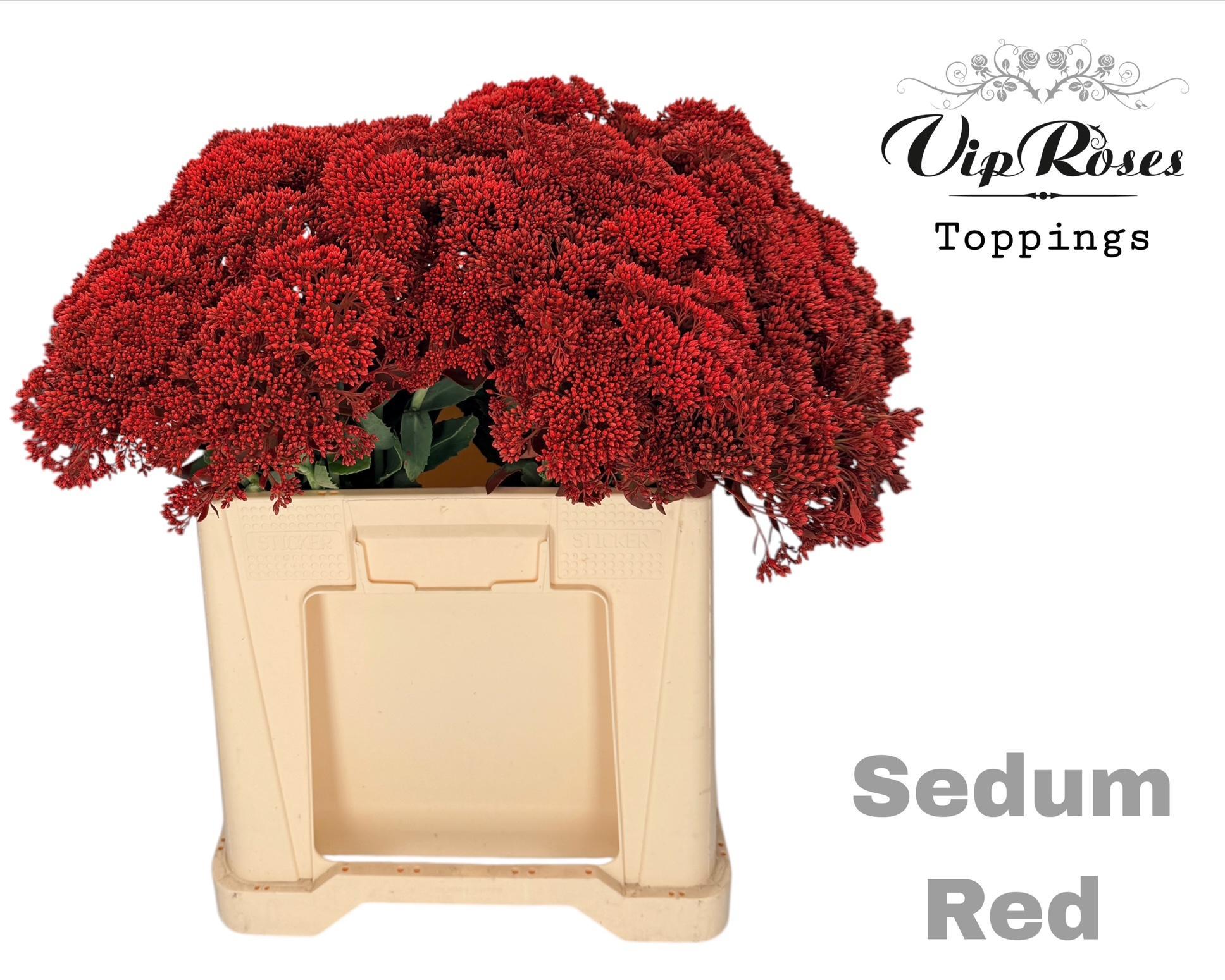 Sedum Red 55 cm