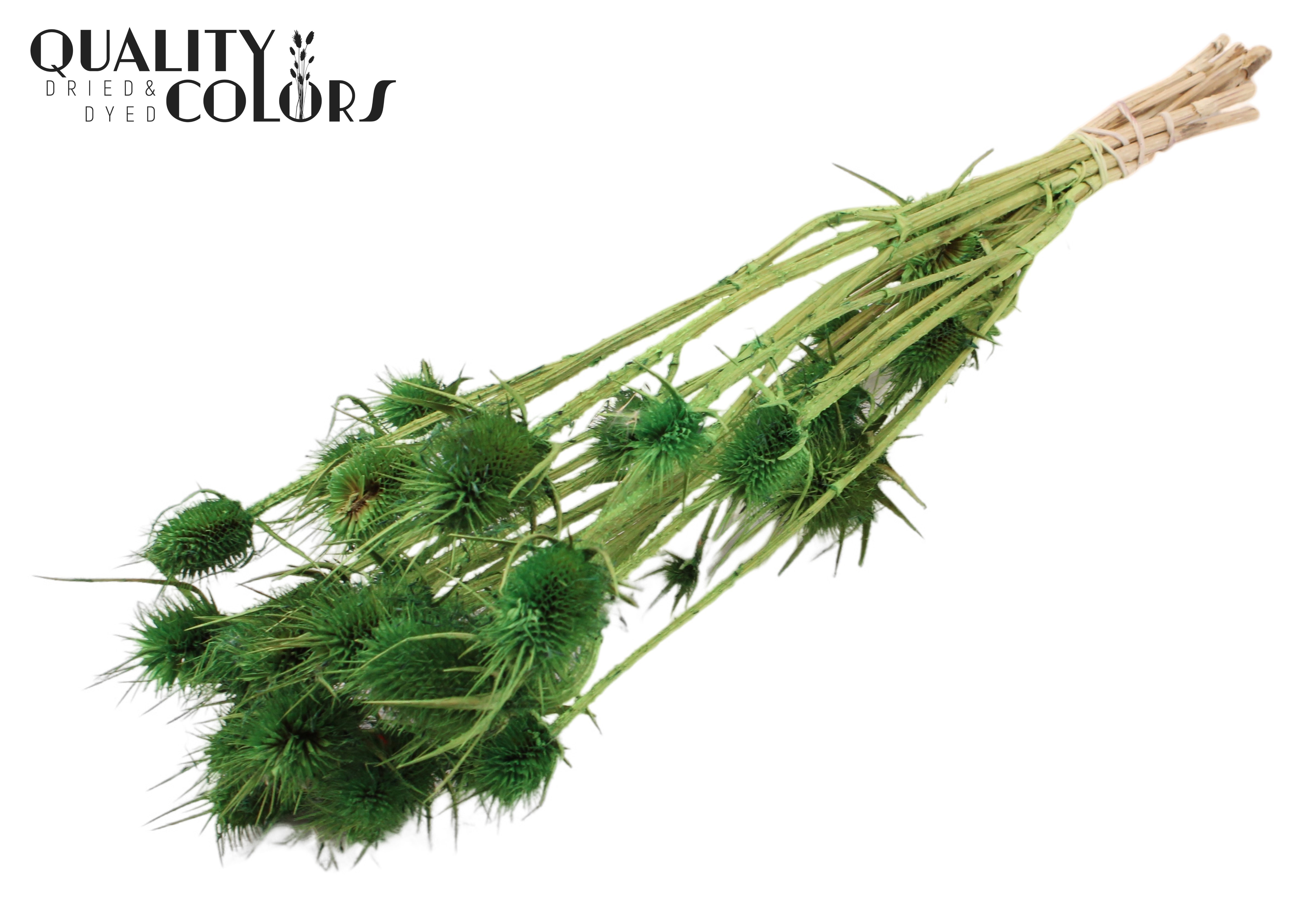 Eryngium Light Green Per Bunch 55cm