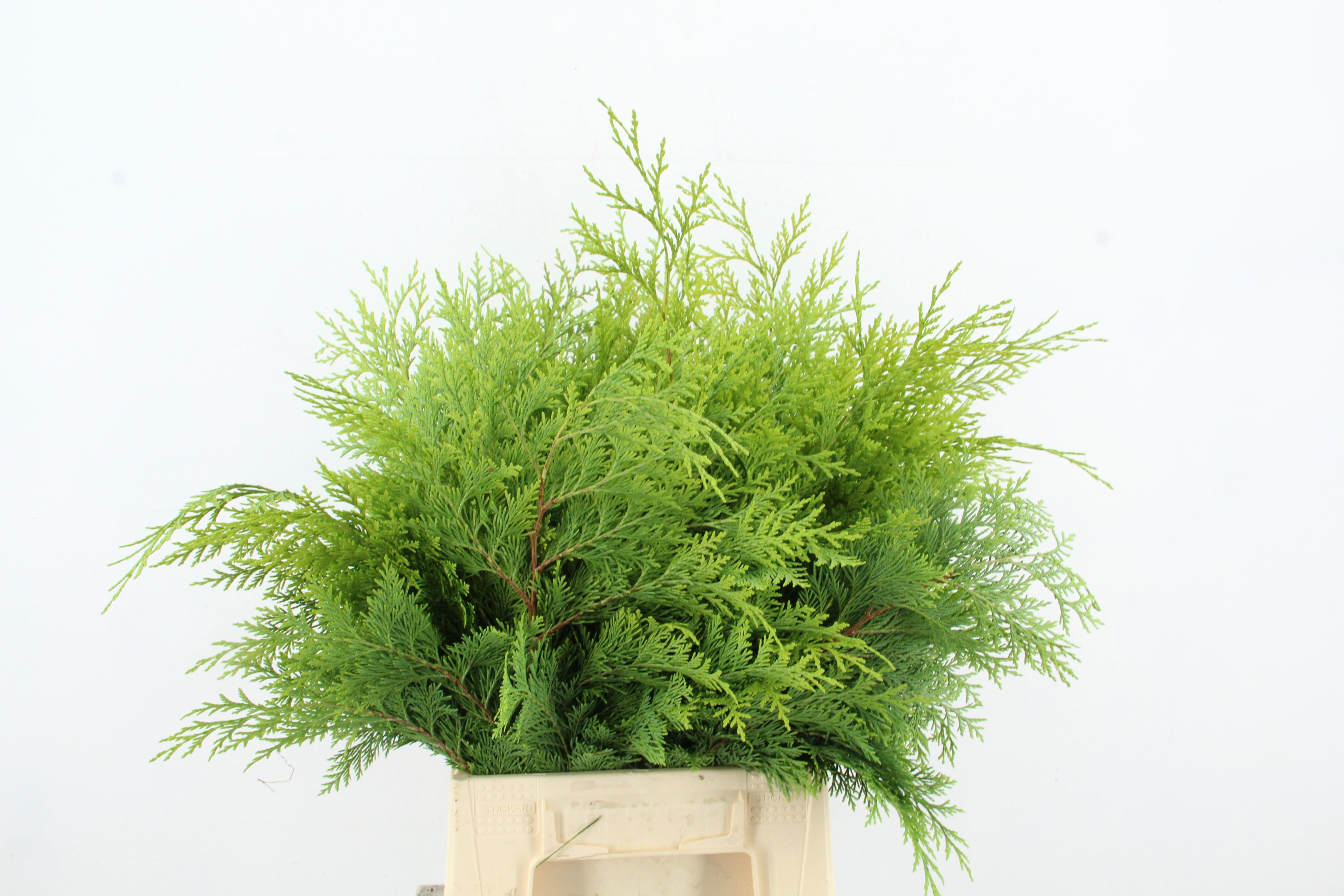 Coniferen Yellow Per Bunch 45cm