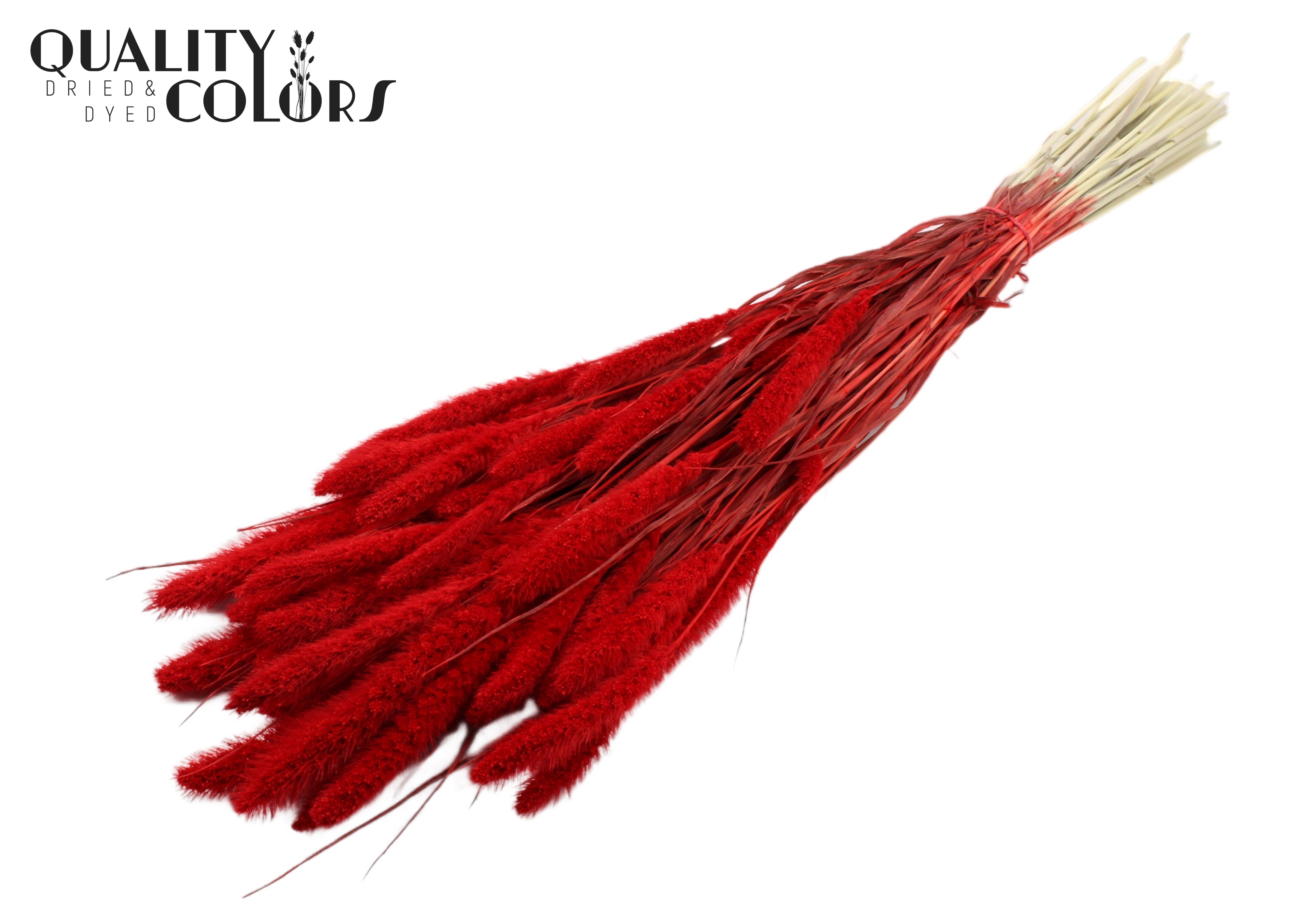 Setaria Intense Red Per Bunch 70cm