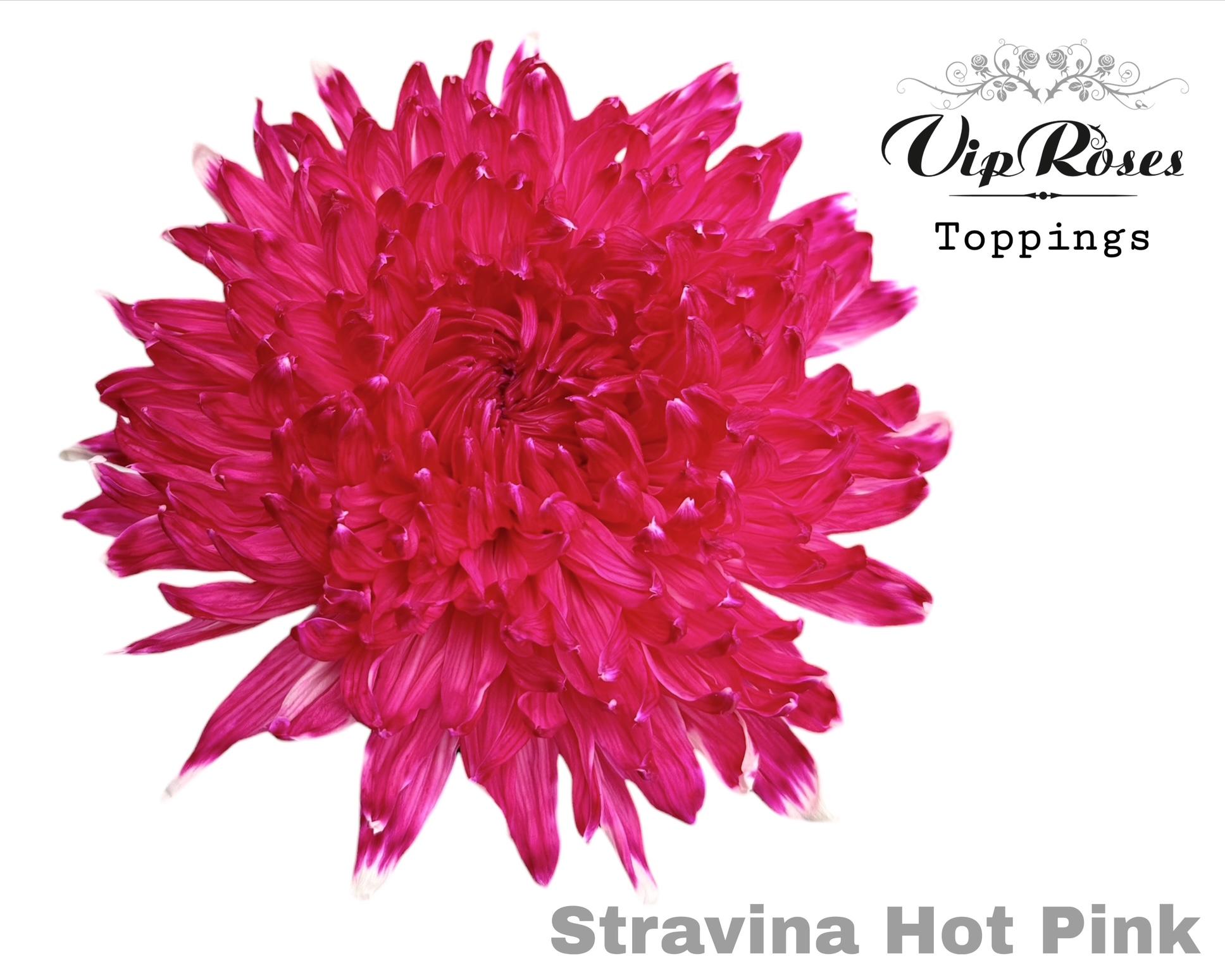 Chr G Stravina Hot Pink 65 cm