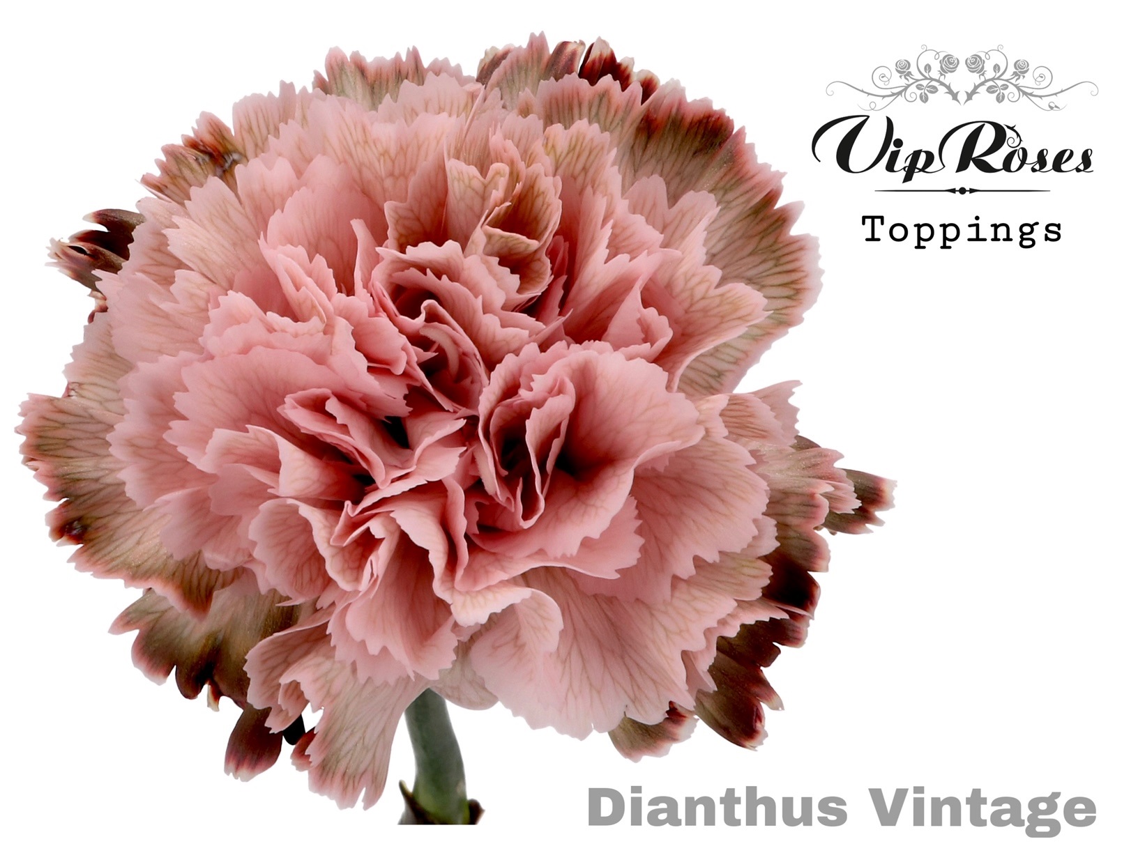 Di St Vintage 60 cm