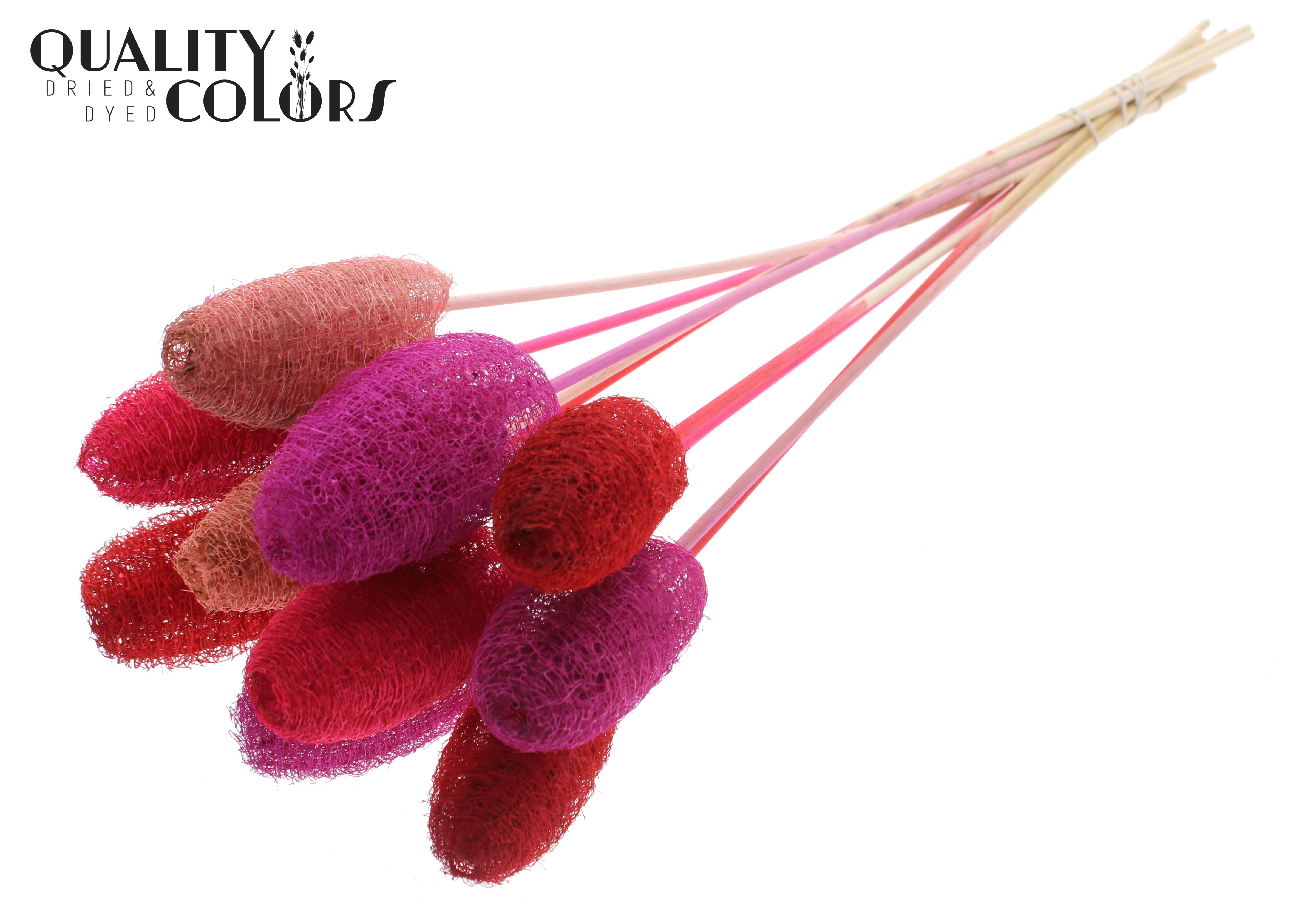 Luffa Mini Love Mix 50cm