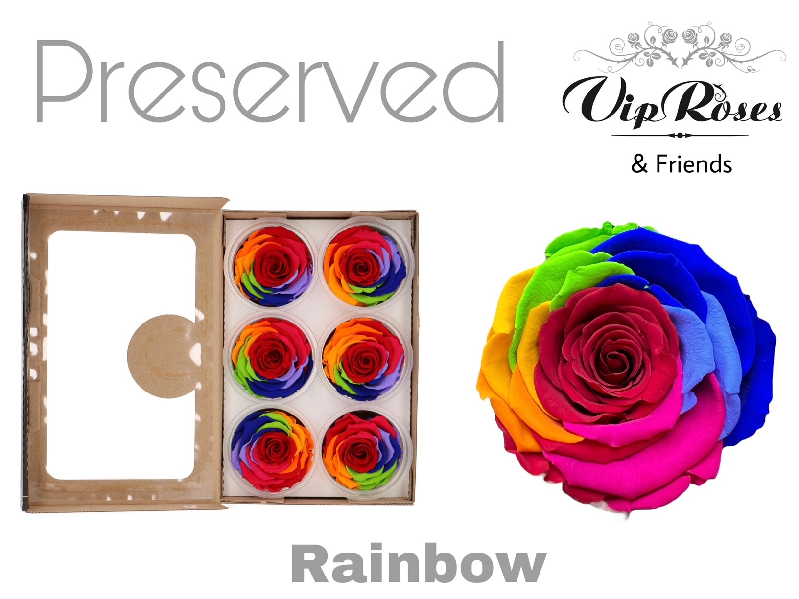 R Preserved Rainbow Red 5 cm