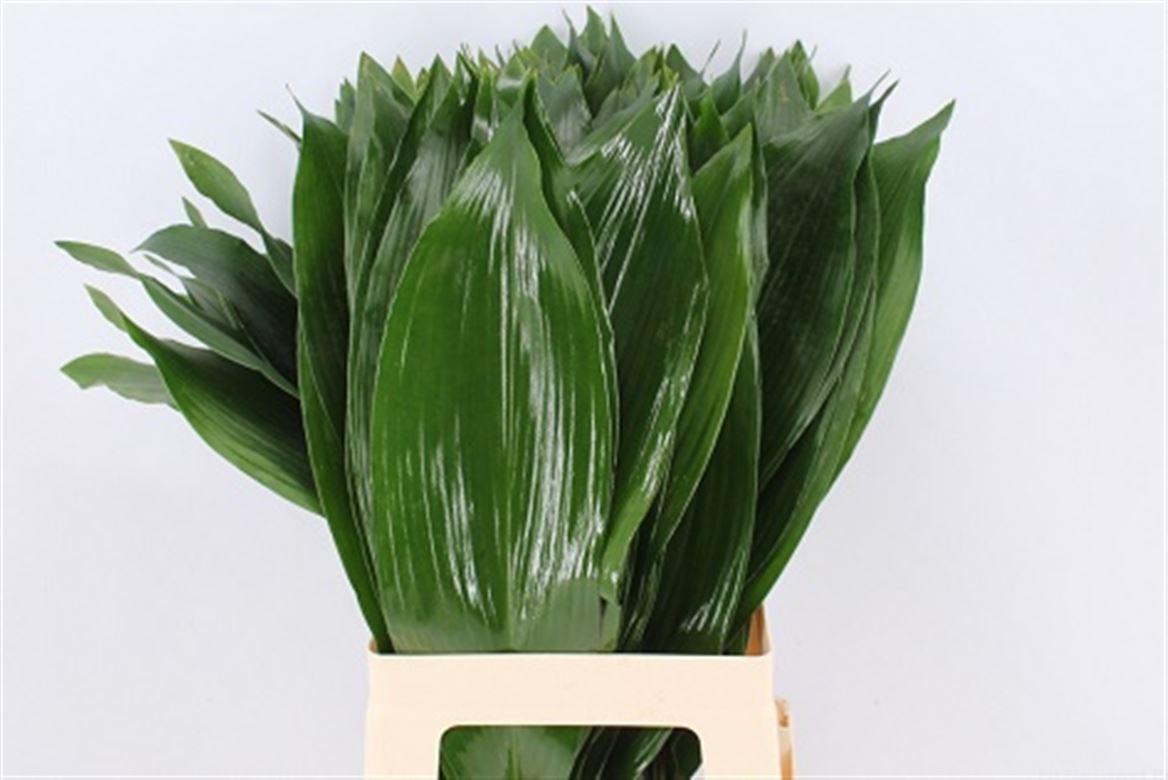 Aspidistra 60cm