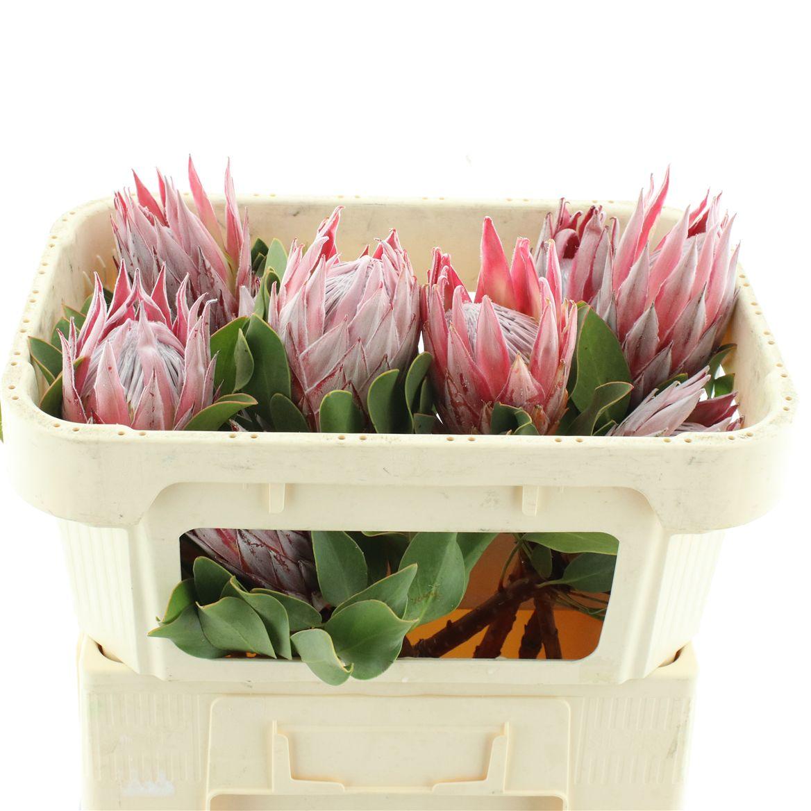 Protea Cy Pink Medium