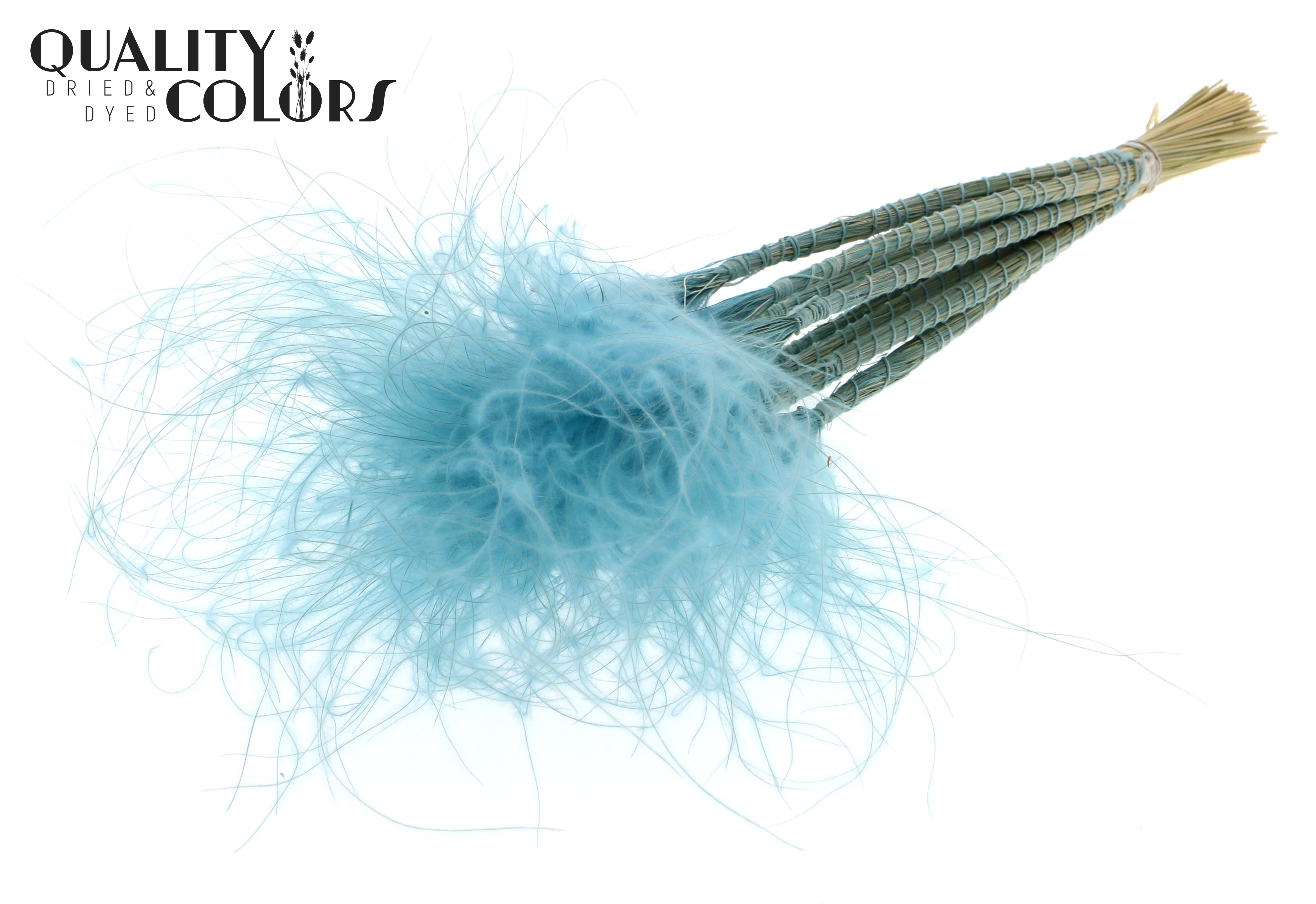 Stypha Light Blue Per Bunch 60cm