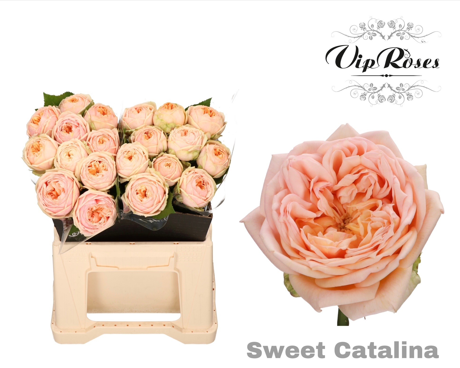 R Gr Sweet Catalina+