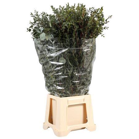 Eucalyptus Mix Lang