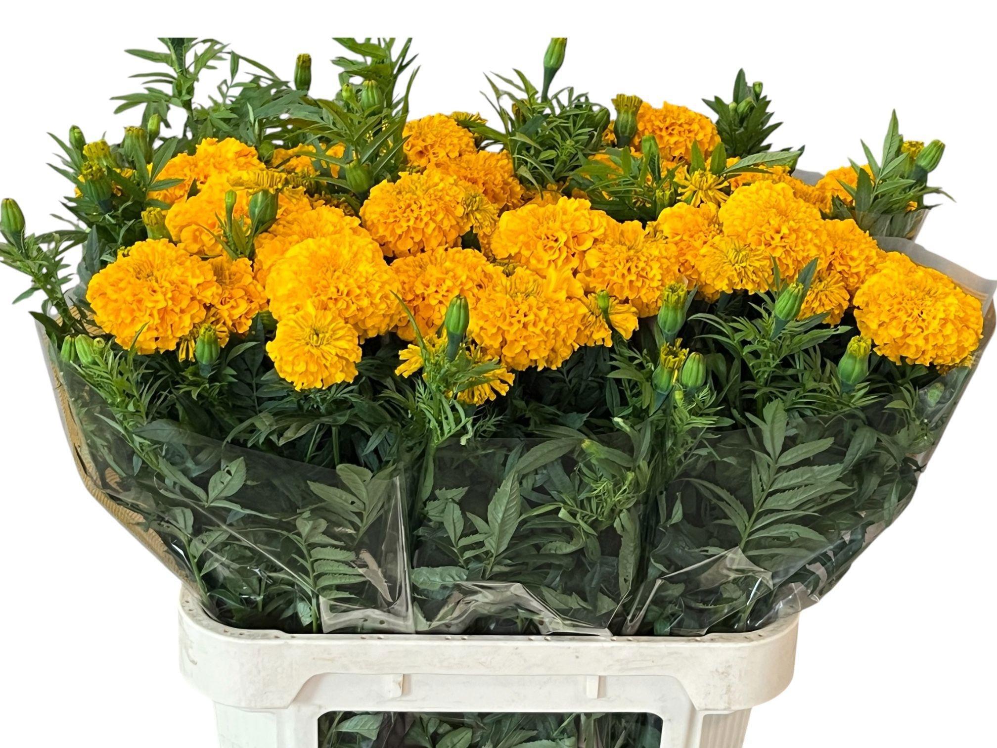 Tagetes Coco Gold 80cm