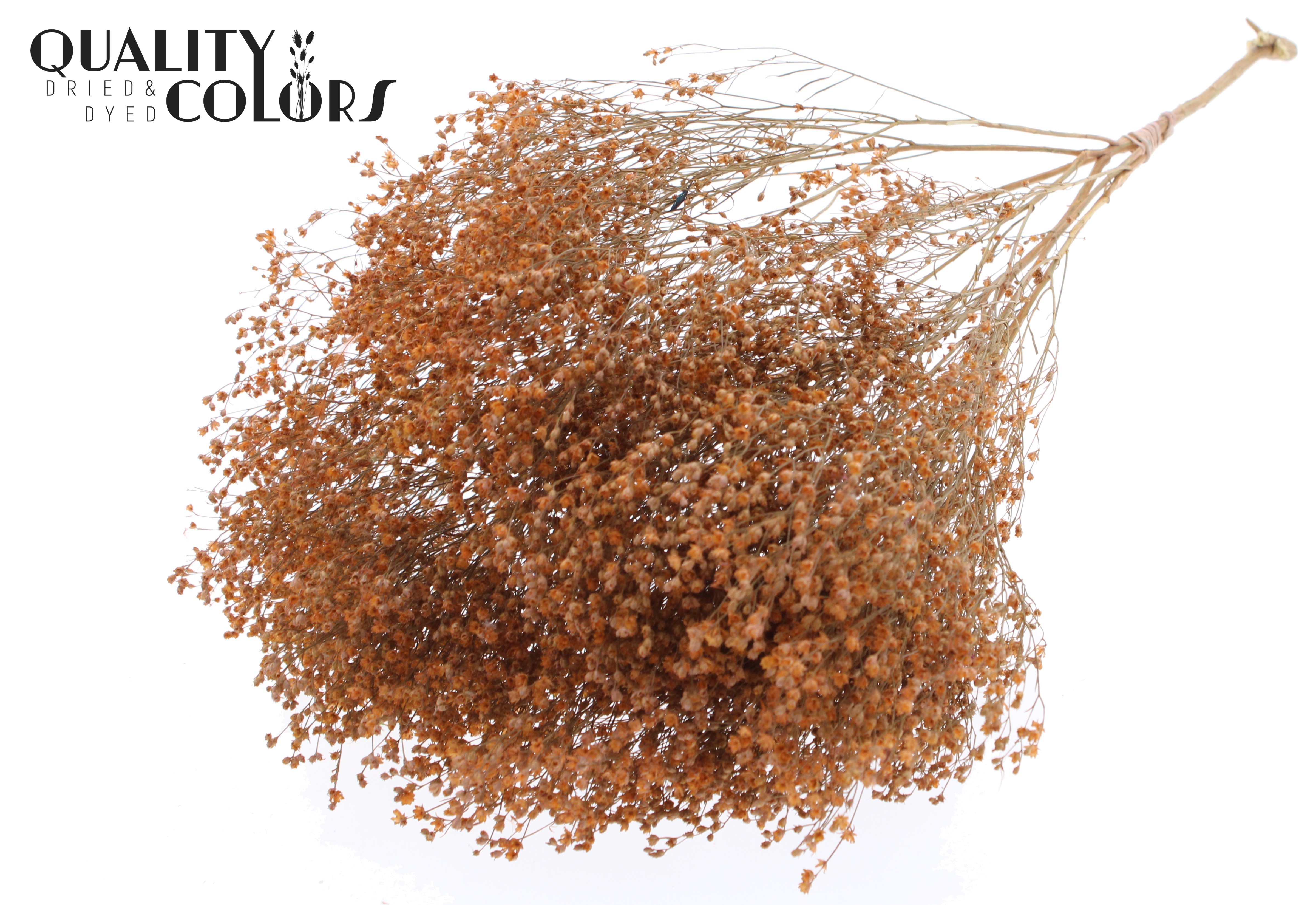 Broom Bloom Frosted Salmon Per Bunch 50cm