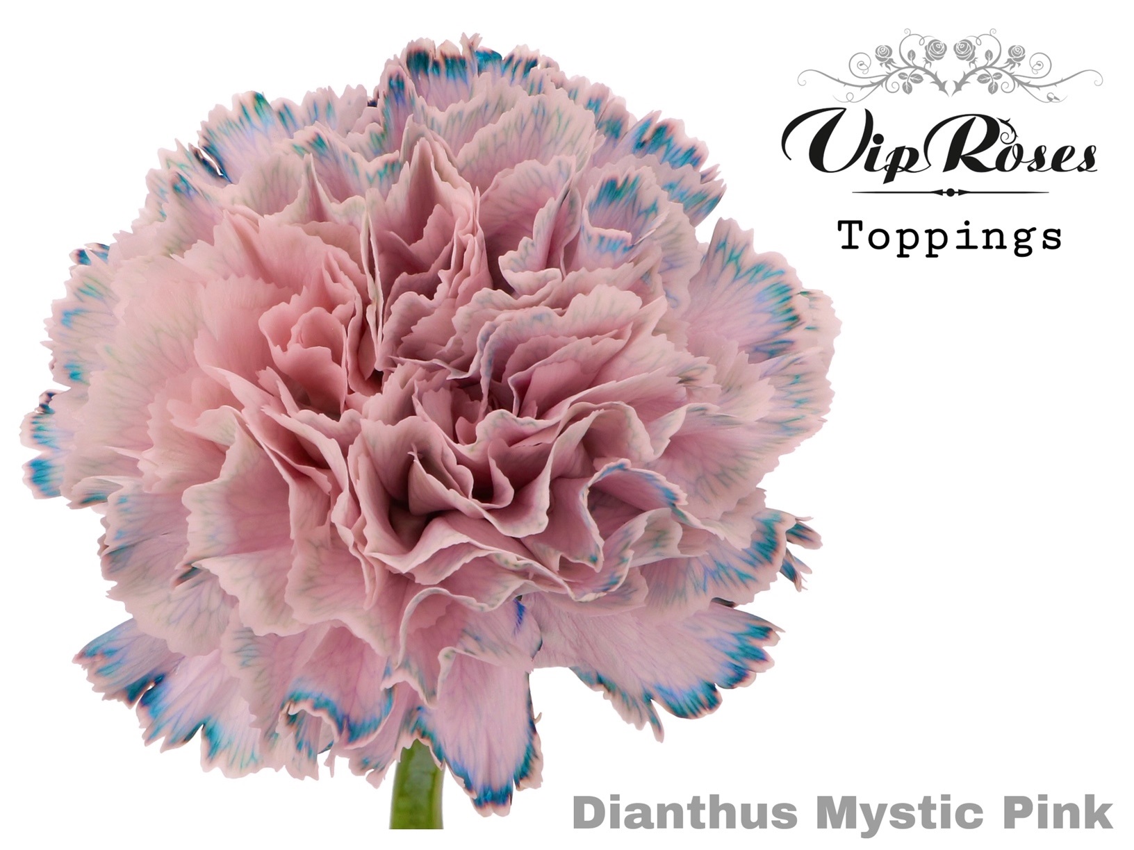 Di St Mystic Pink 60 cm