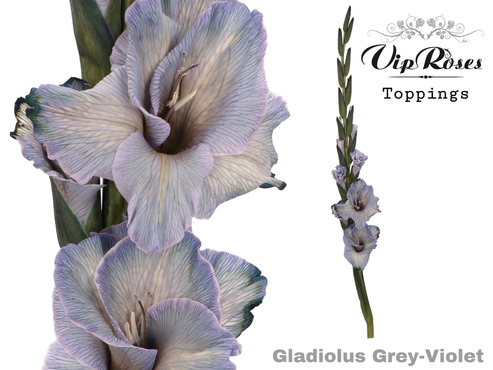 Glad Gr Violet 110 cm