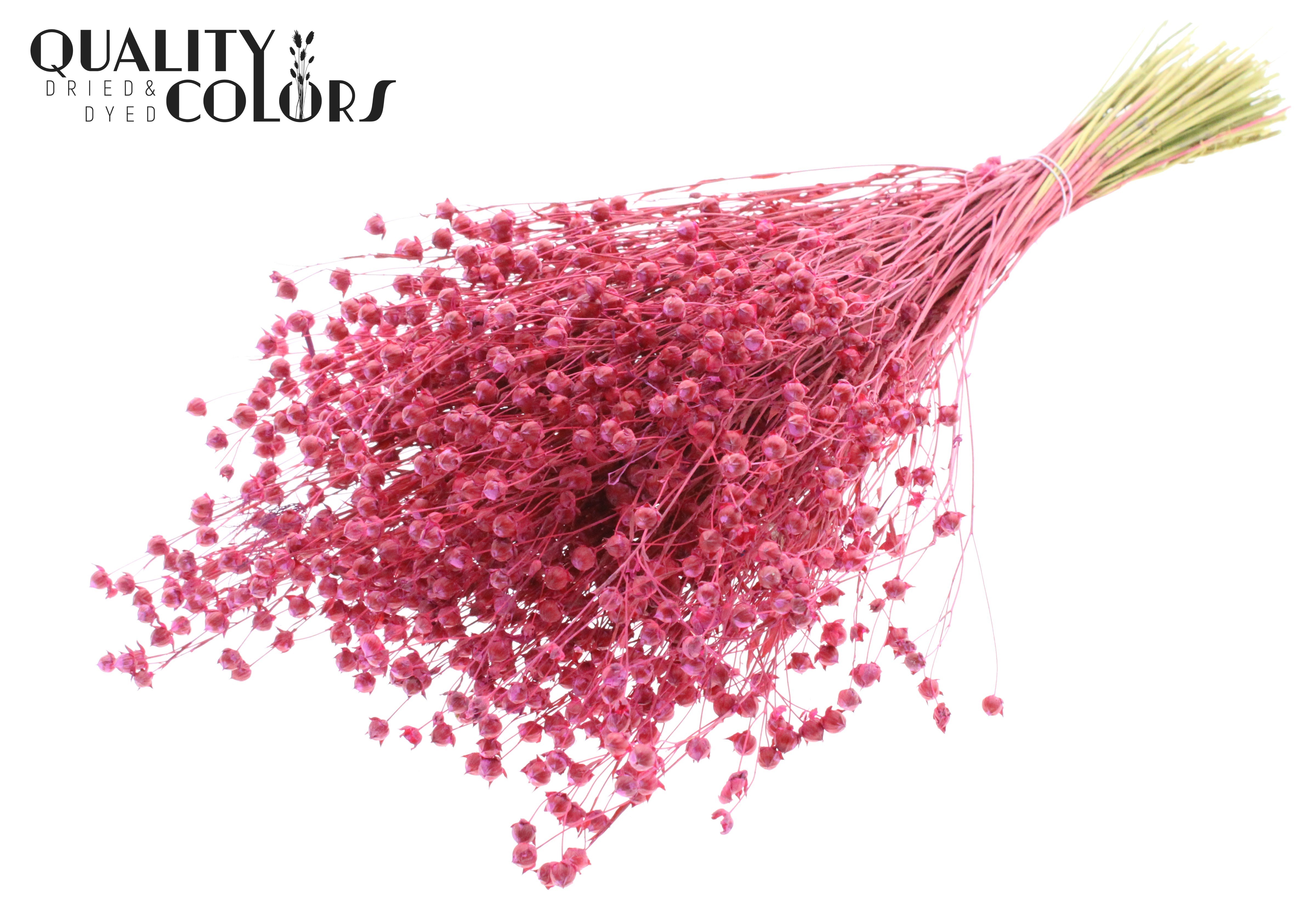 Lino Flax Cerise Per Bunch 50cm