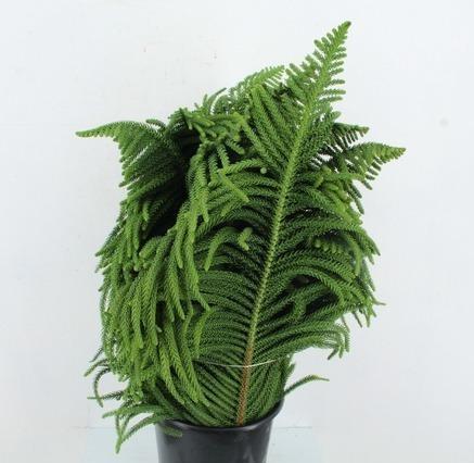 Araucaria Araucana 65cm