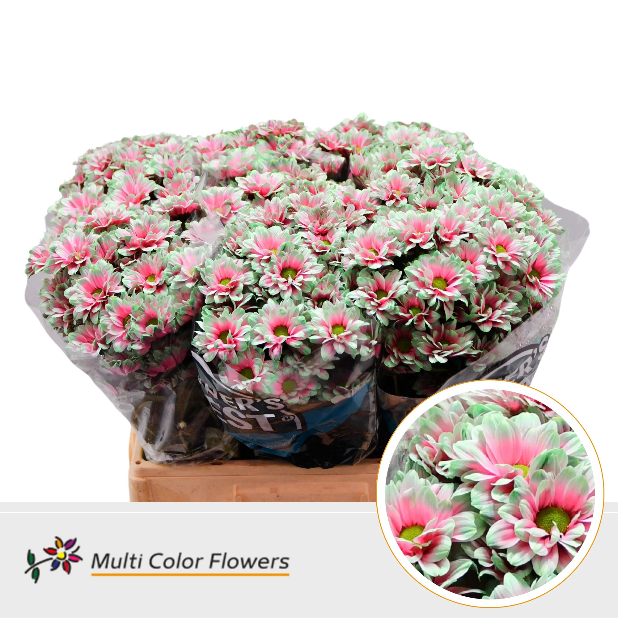 Chrysanth Spray Painted Kennedy Watermelon 60cm