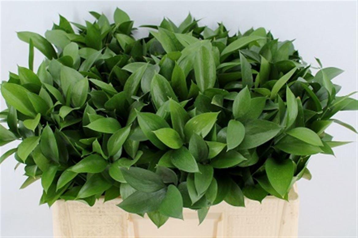 Ruscus Hypophyllum 50cm