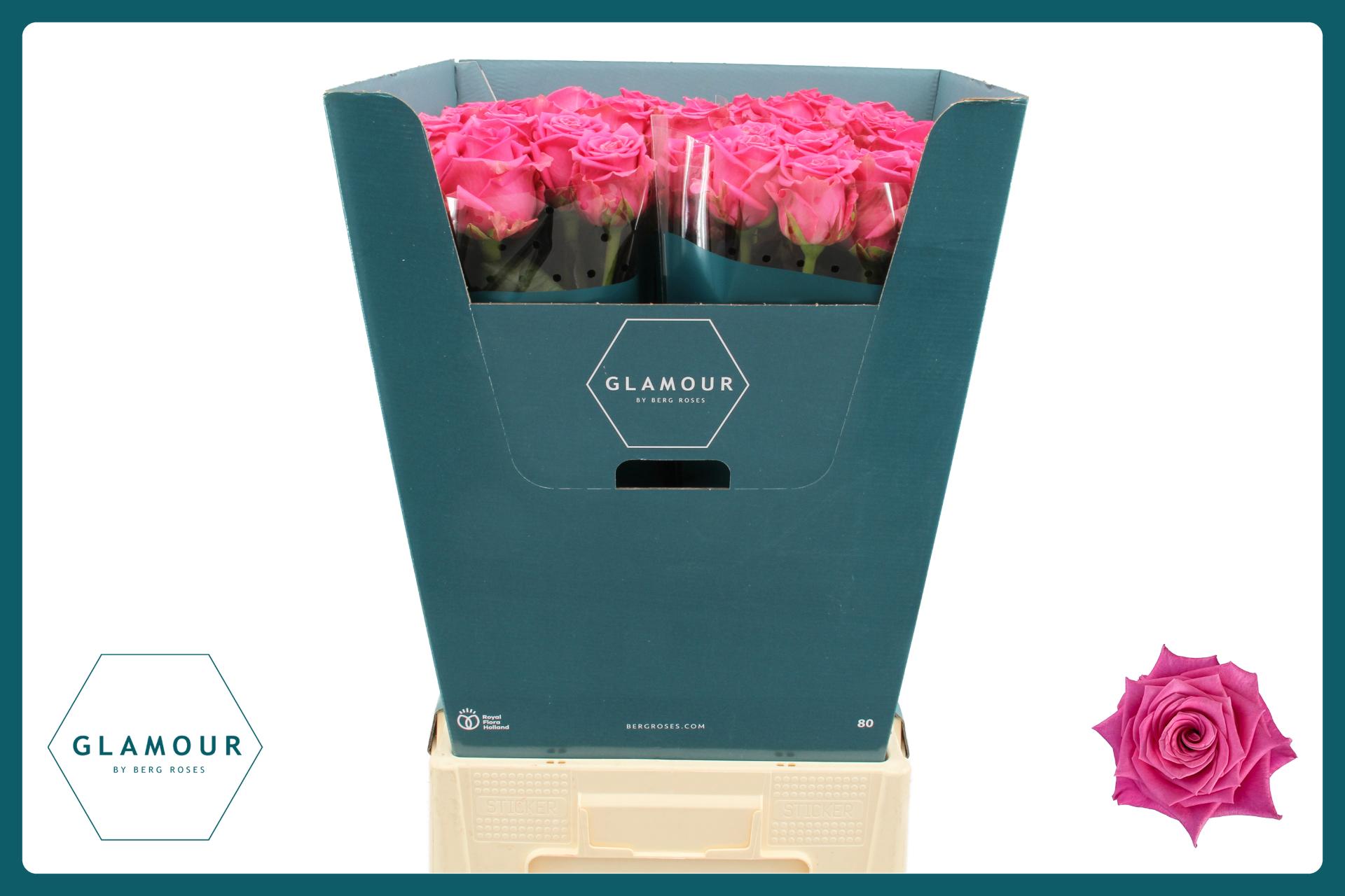 Rosa Tan Charlotte 80cm